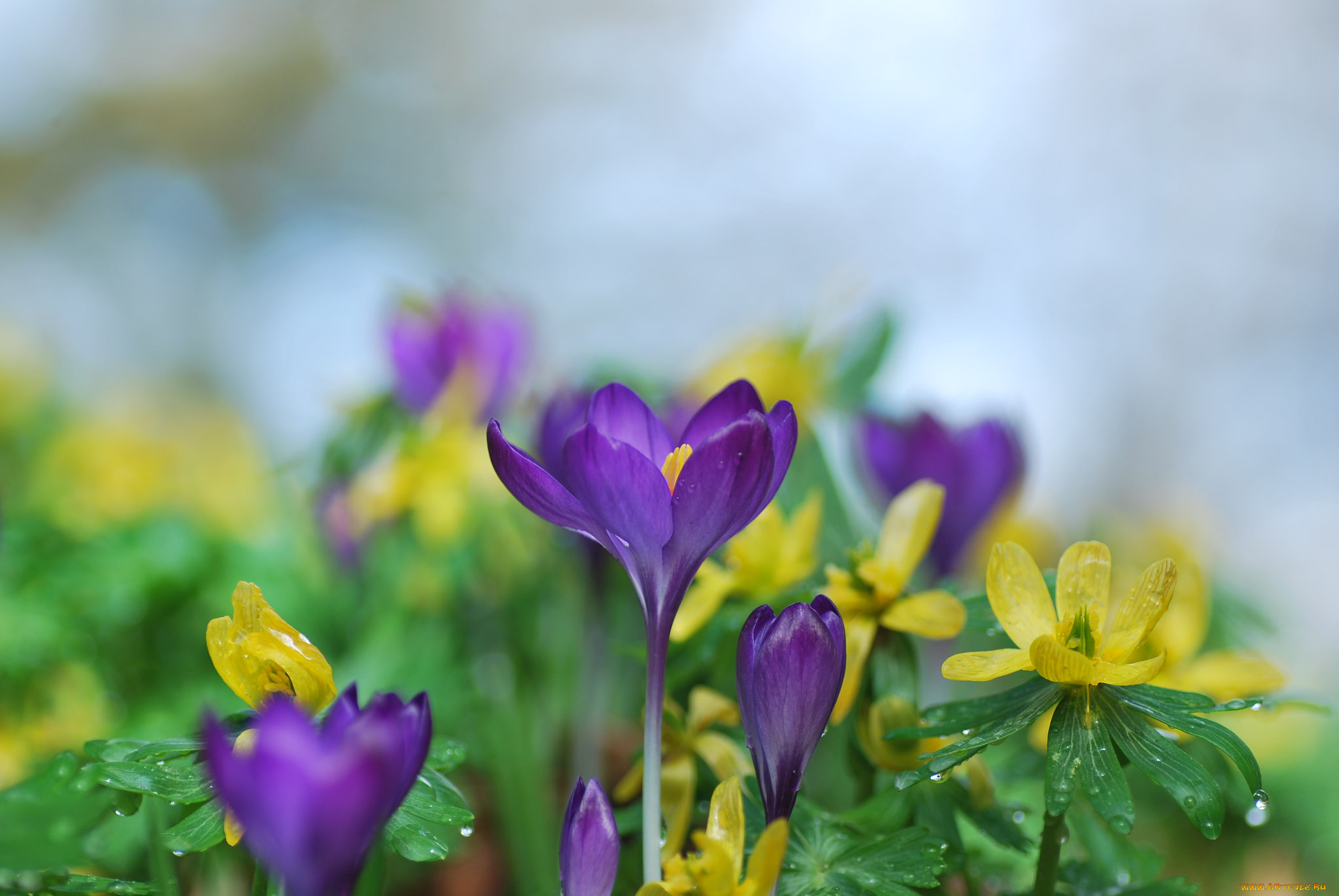 цветы, разные, вместе, крокусы