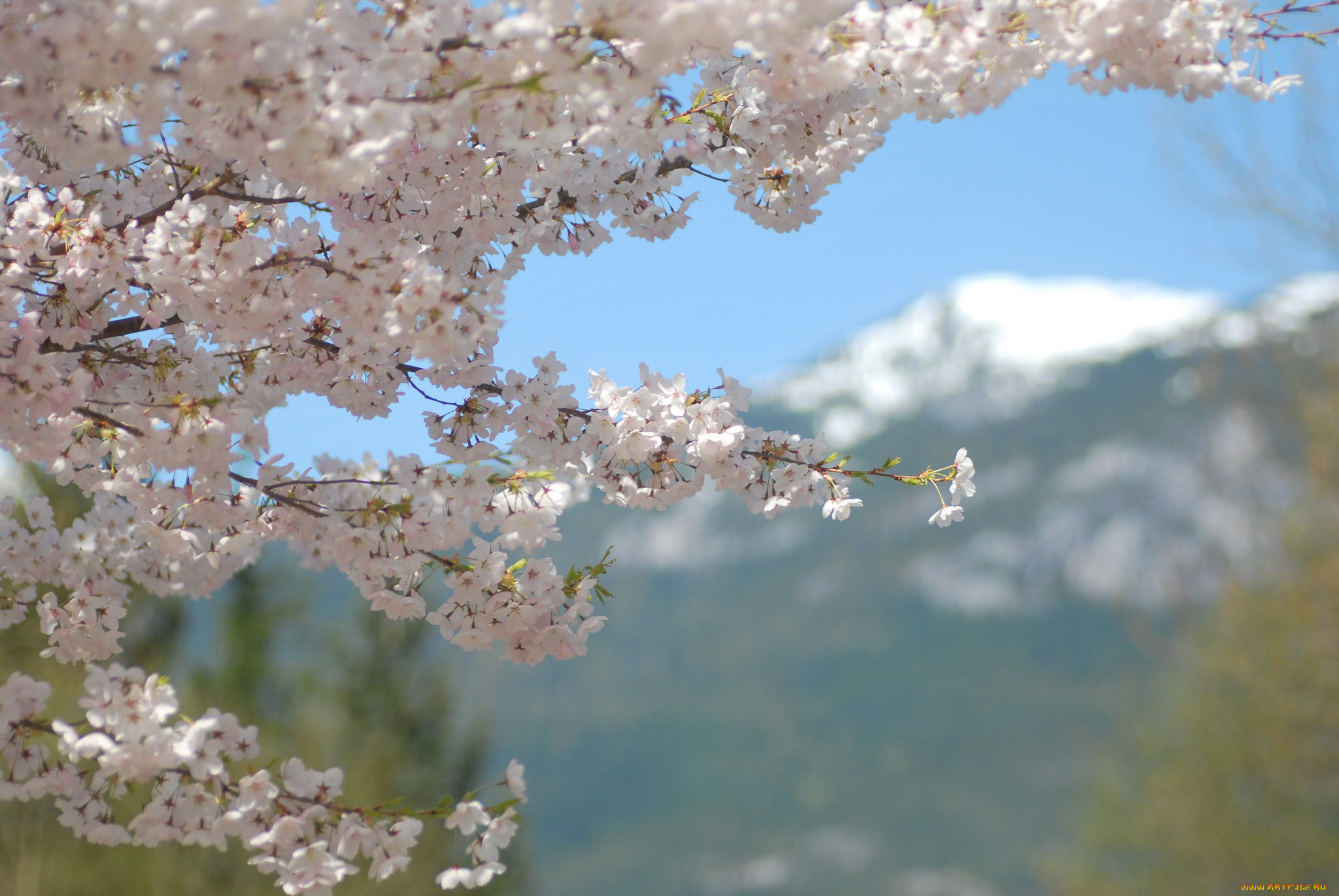 цветы, сакура, , вишня, макро, нежность