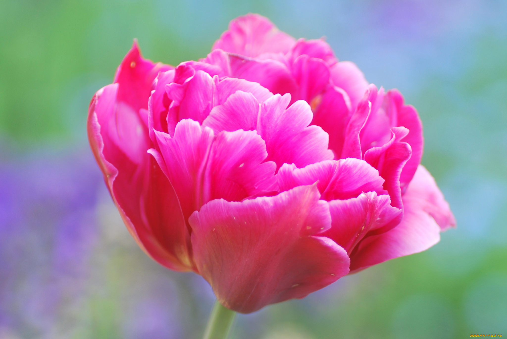 цветы, тюльпаны, лепестки