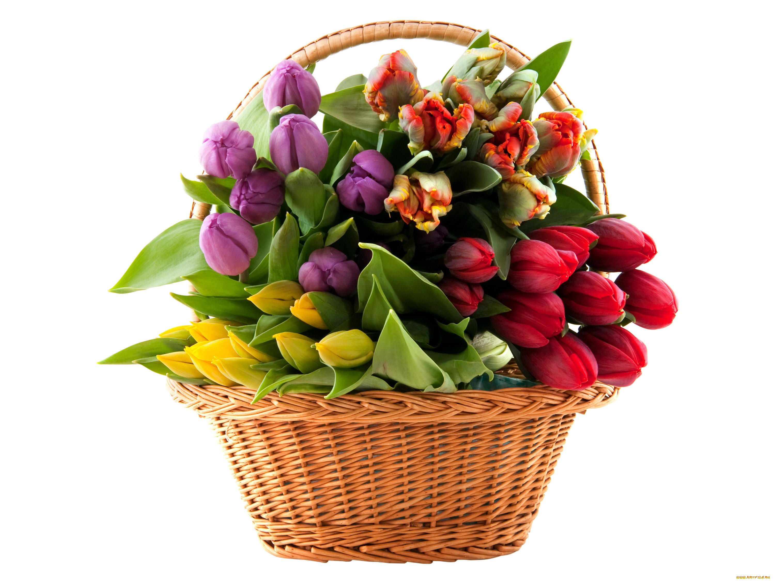 цветы, тюльпаны, бутоны, корзинка