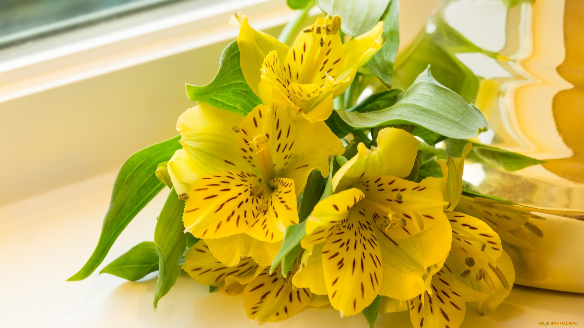 цветы, альстромерия, макро, желтый