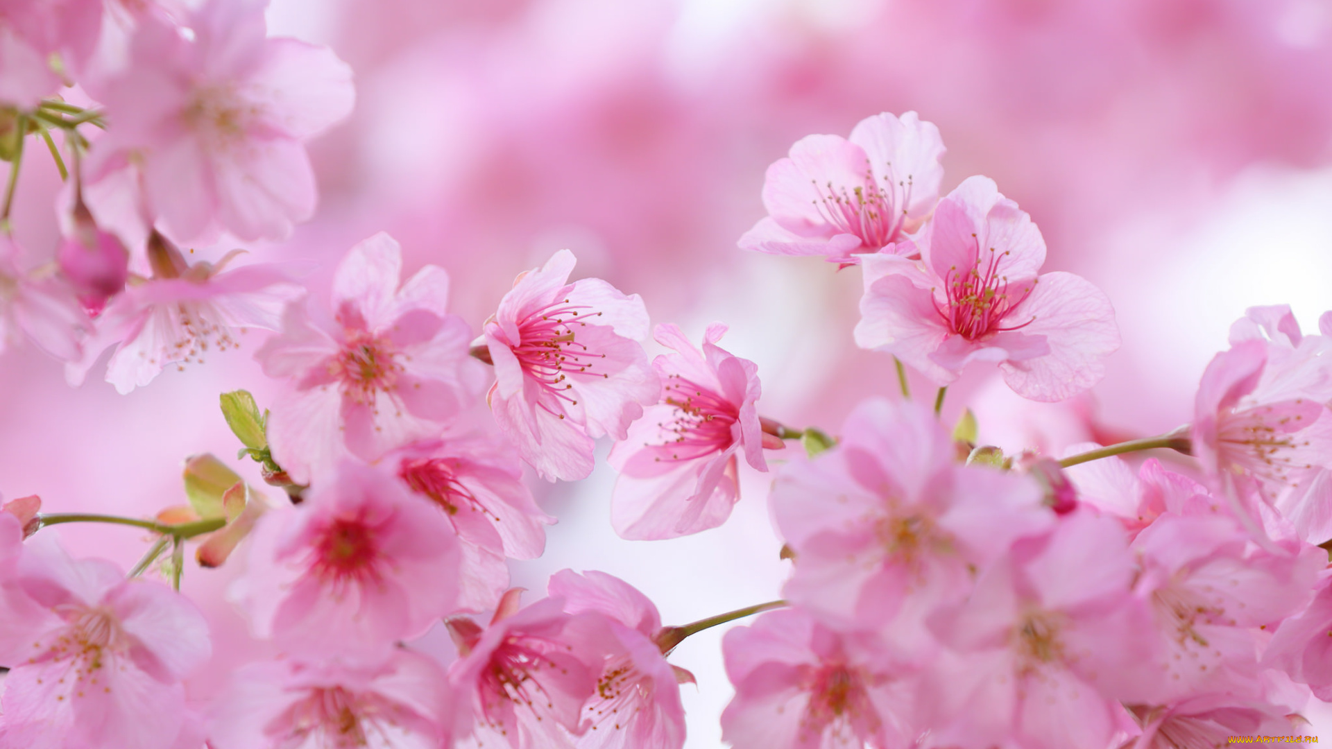 цветы, цветущие, деревья, , , кустарники, цветущая, веточка, цветки, листья, ветка