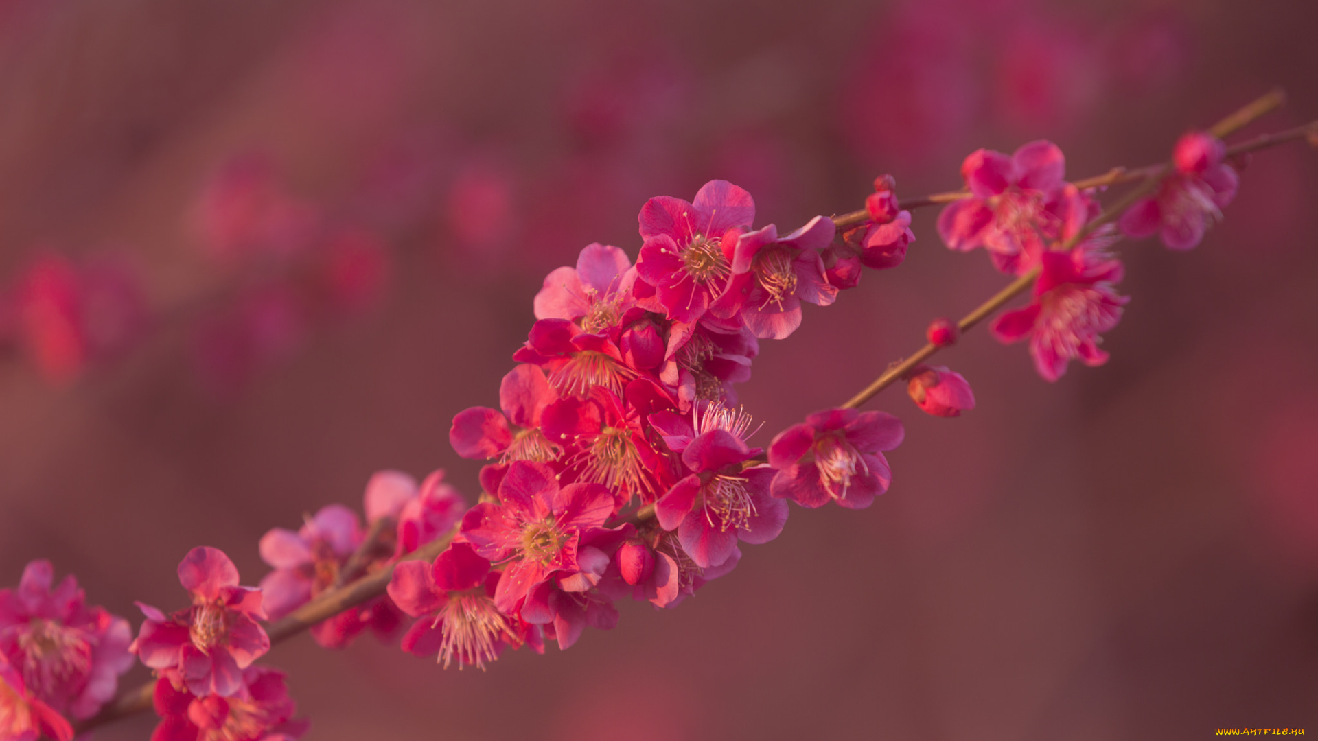 цветы, цветущие, деревья, , , кустарники, ветка, цветущая, веточка, цветки, листья