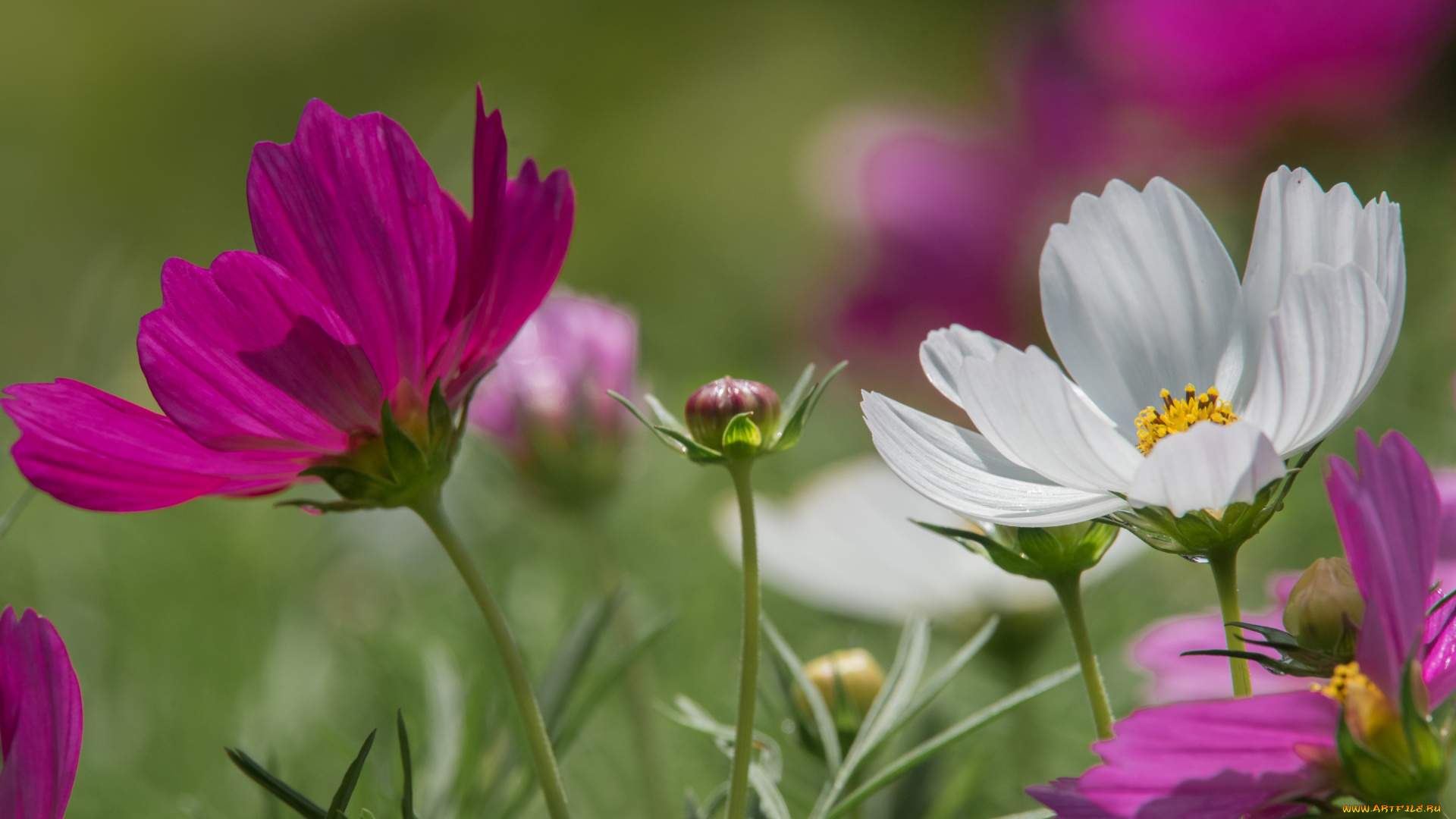 цветы, космея, боке, космос