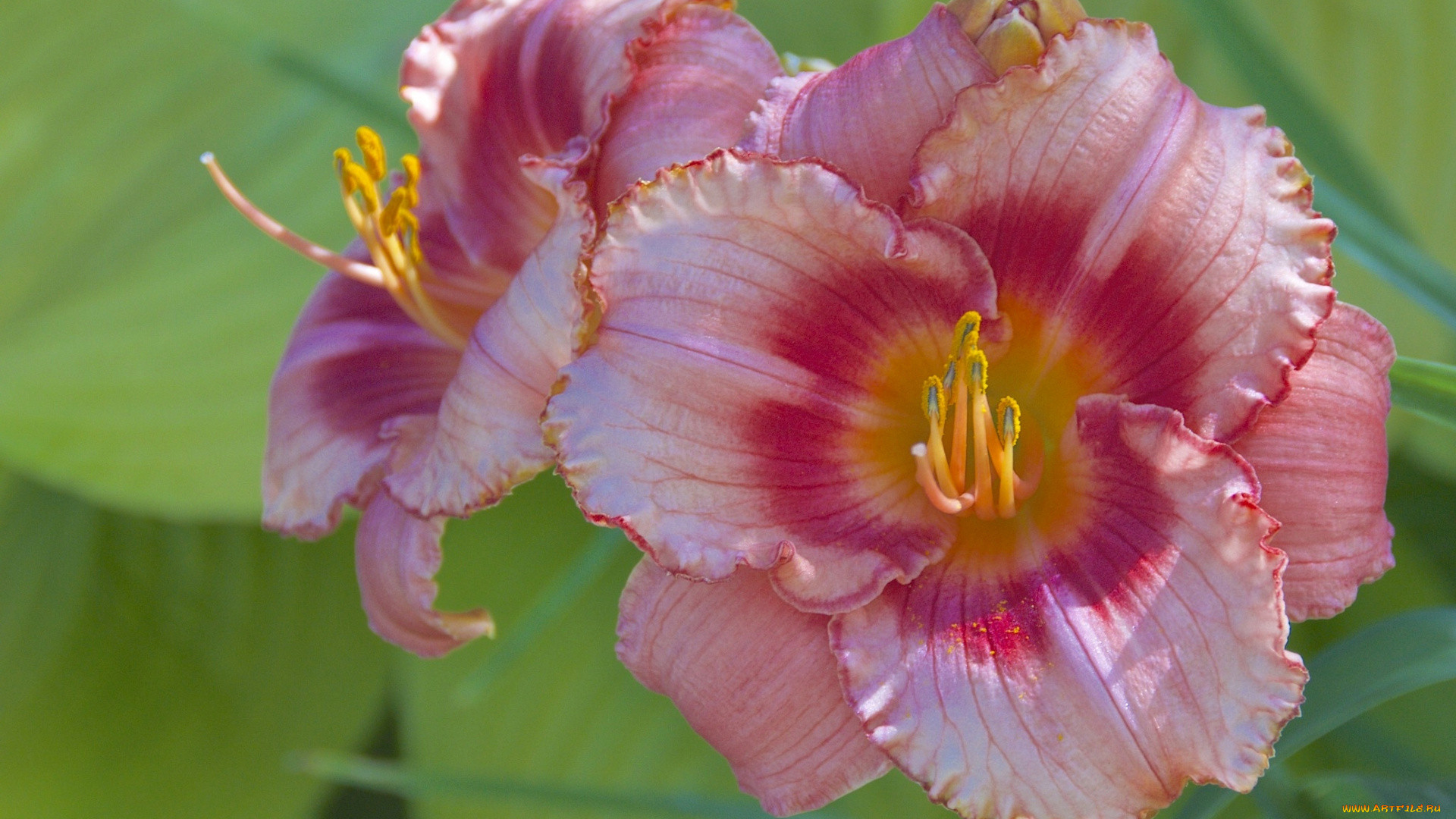 цветы, лилии, , лилейники, дуэт, лепестки, макро