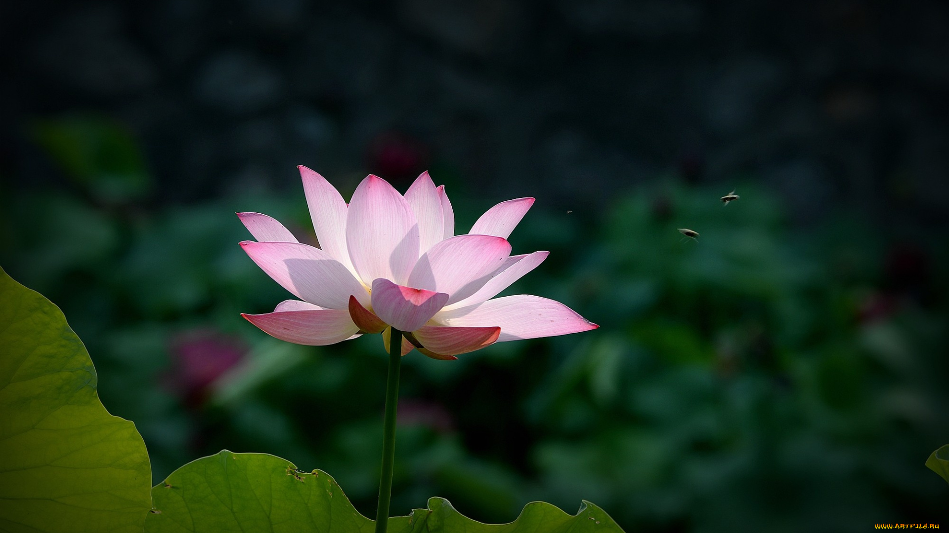 цветы, лотосы, цветок, лепестки, фон