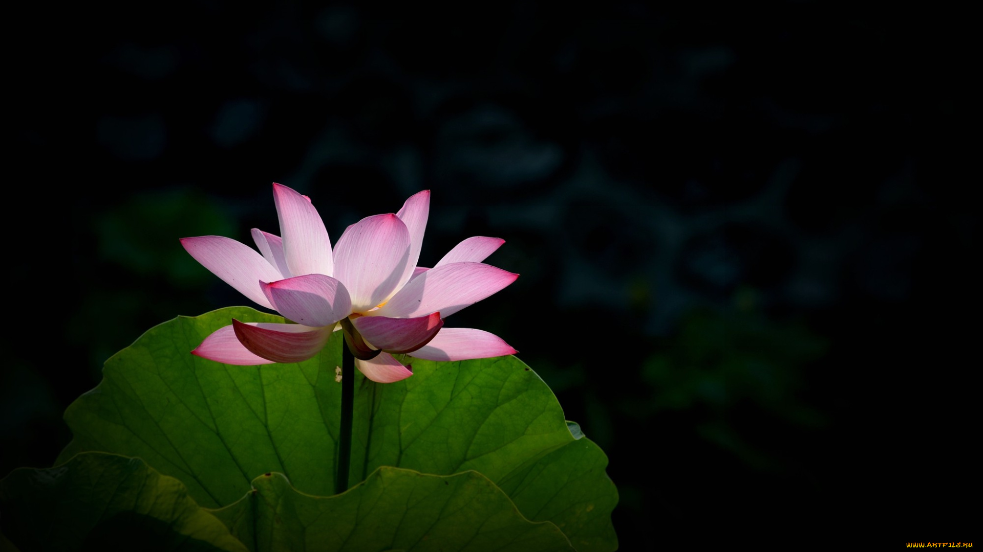 цветы, лотосы, цветок, лепестки, фон