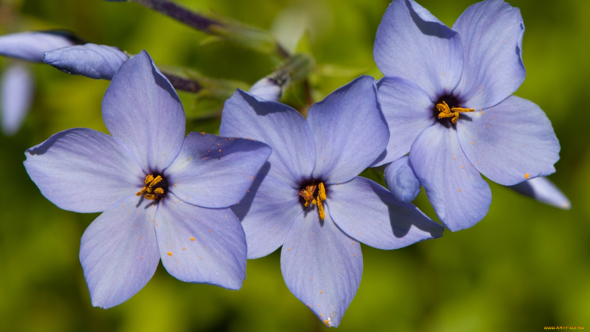 цветы, макро