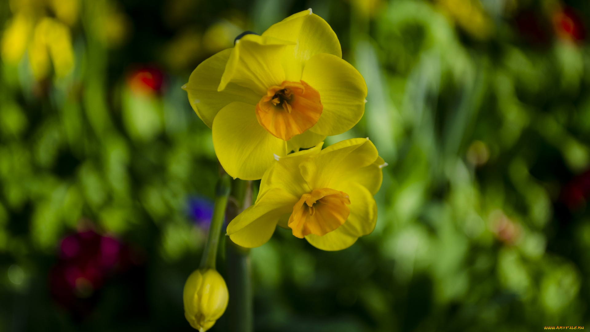 цветы, нарциссы