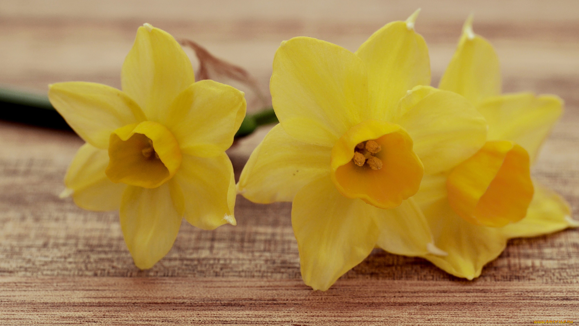 цветы, нарциссы, трио, лепестки