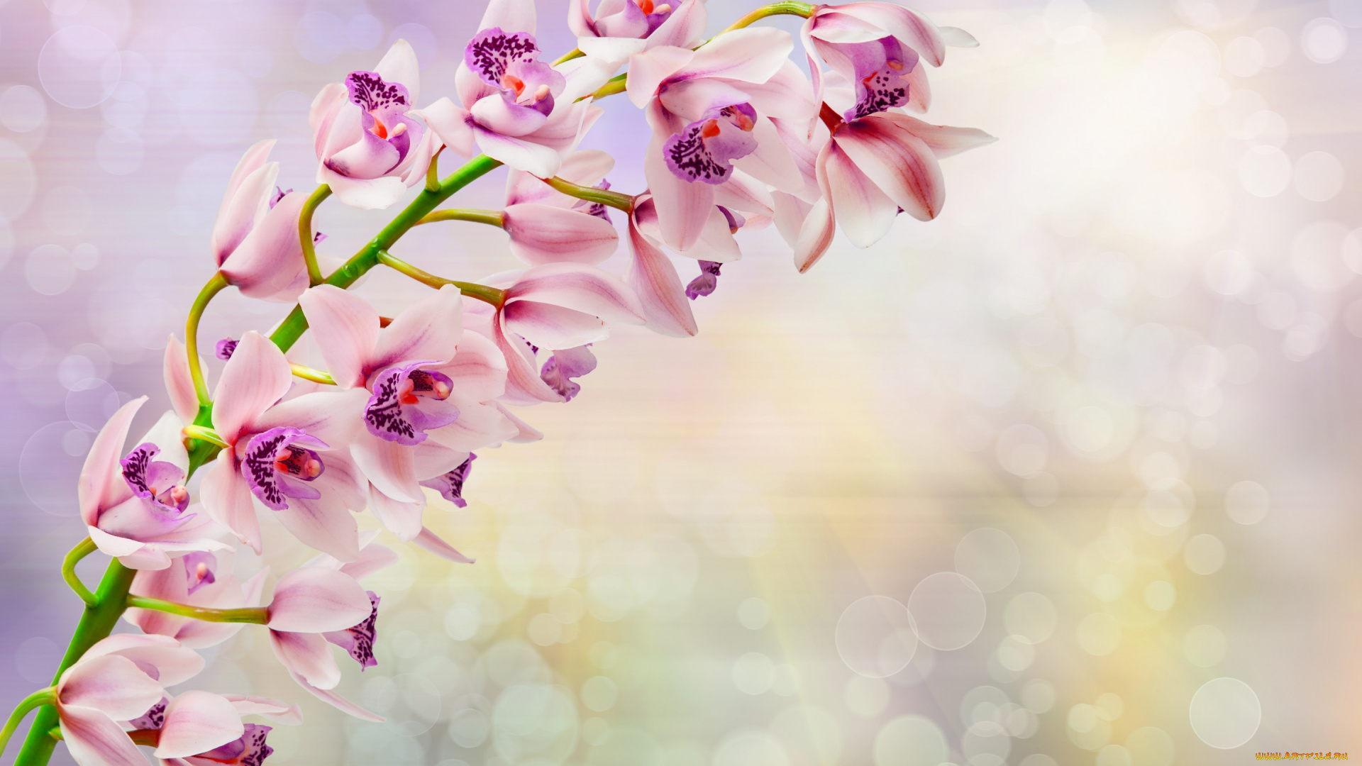 цветы, орхидеи, ветка, орхидея, orchid, flowers