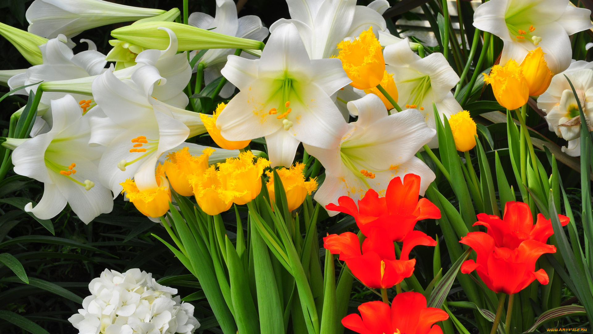 цветы, разные, вместе, лепестки, лилия, тюльпан, сад, клумба