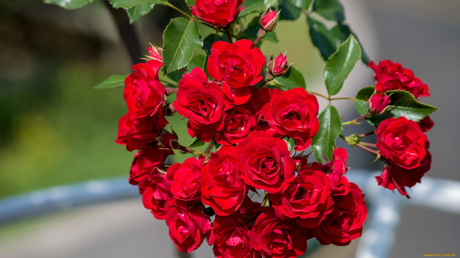 цветы, розы