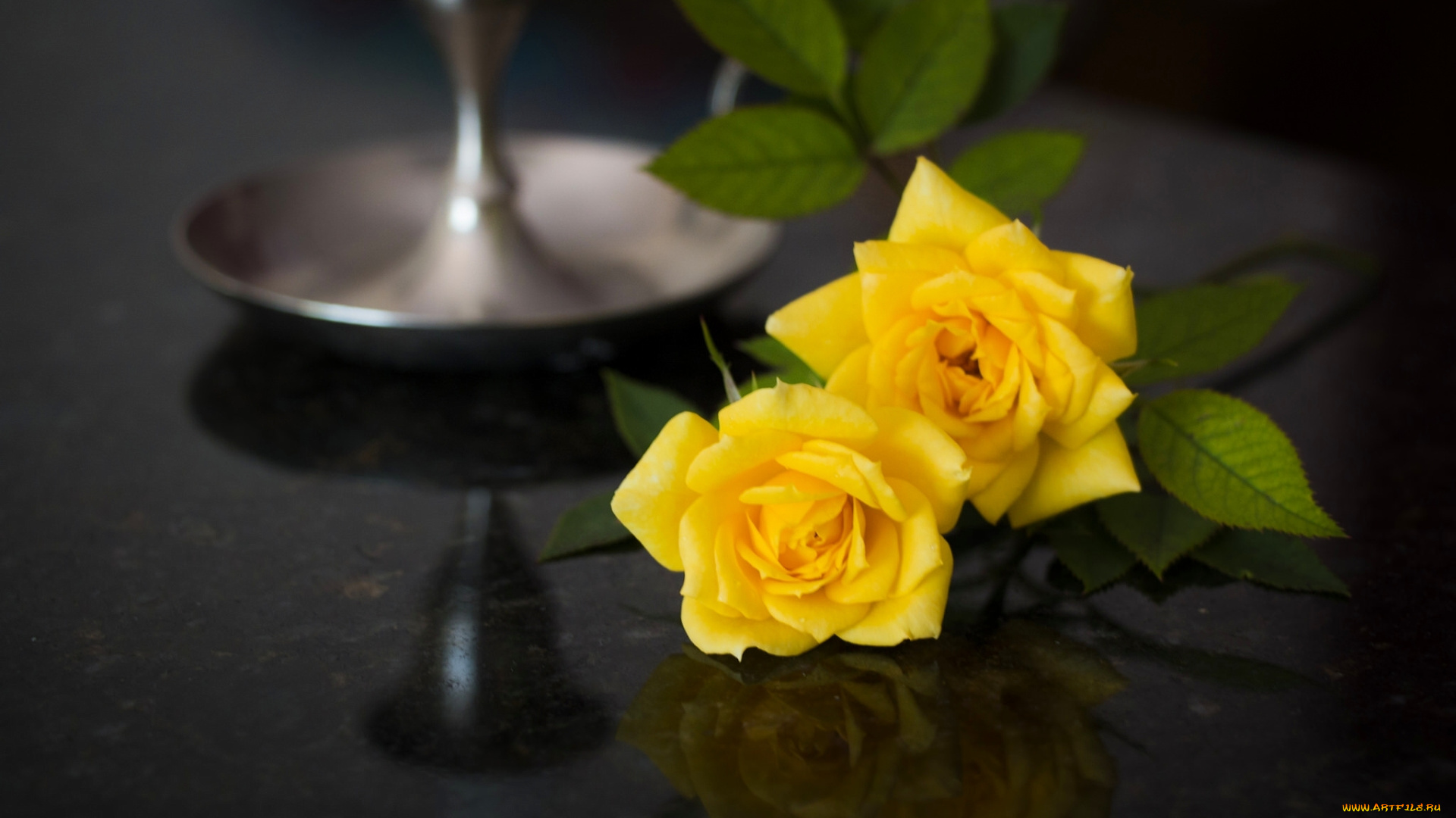 цветы, розы