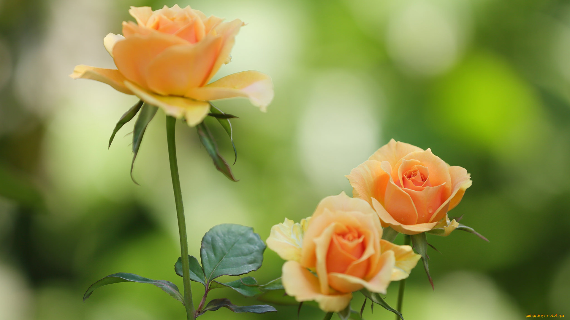 цветы, розы, blossoms, leaves, petals, bud, лепестки, листья, цветение, rose, бутон, роза