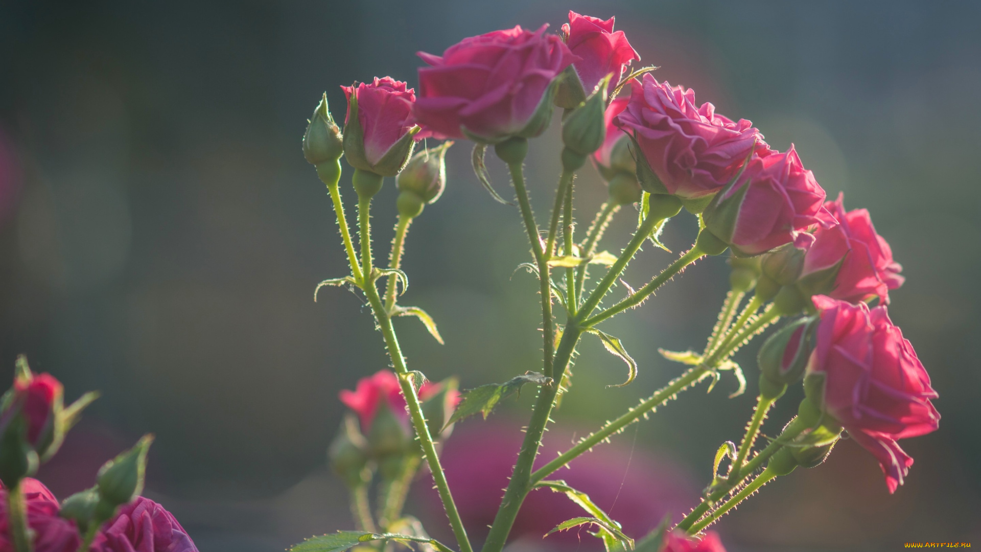 цветы, розы, бутоны, розочки, роза, ветка