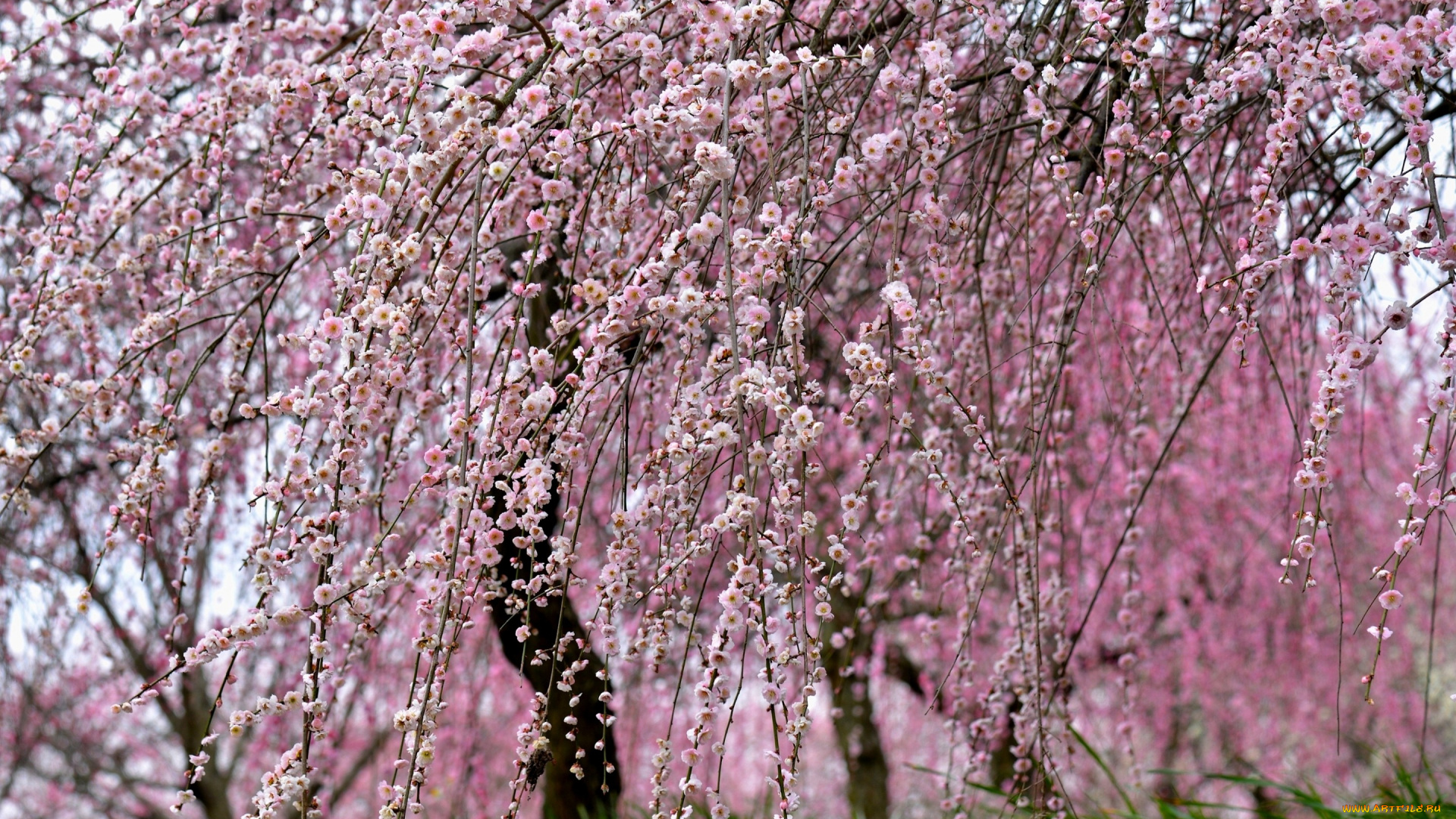 цветы, сакура, , вишня, цветение, ветки, деревья, вишня, весна, сад