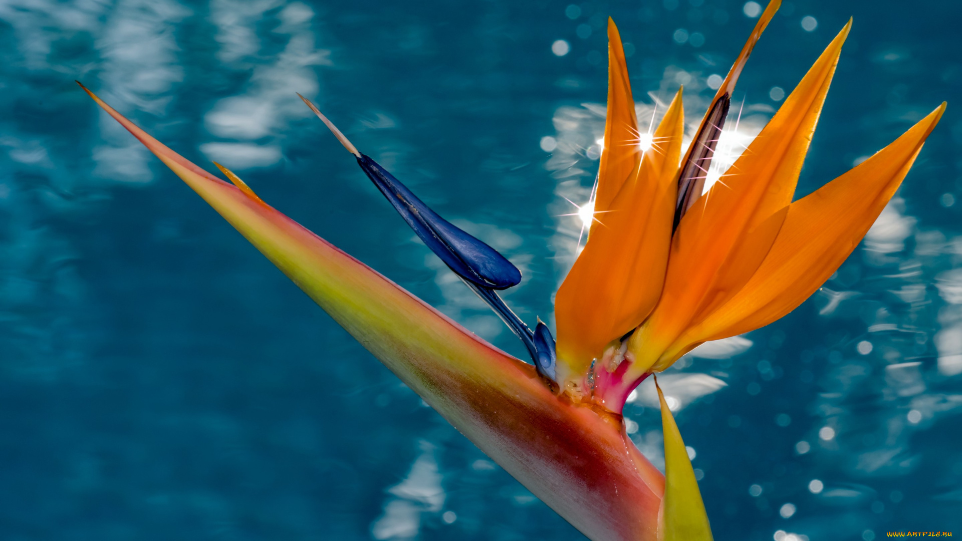 цветы, стрелиция, , райская, птица, макро, райская, птица, фон, стрелитция, вода