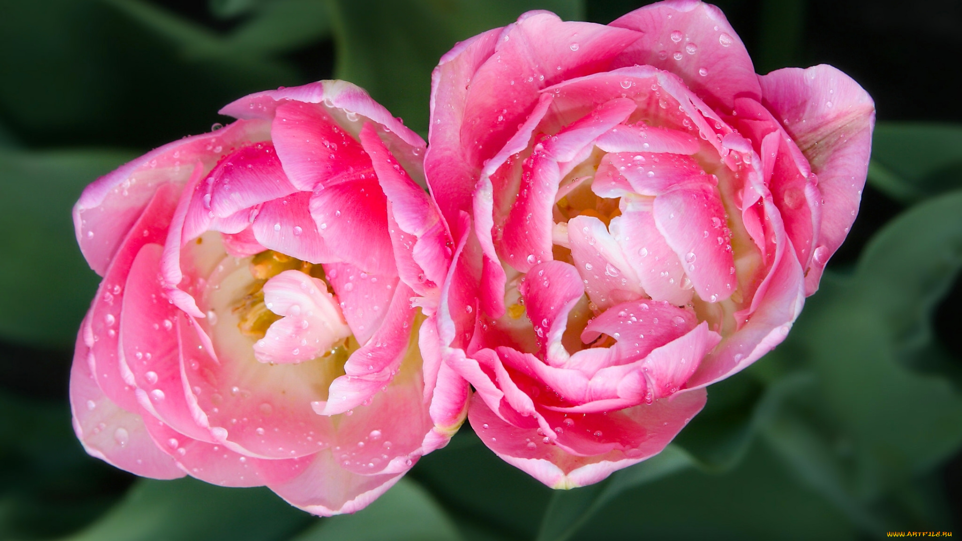 цветы, тюльпаны, дуэт, макро, бутоны, капли