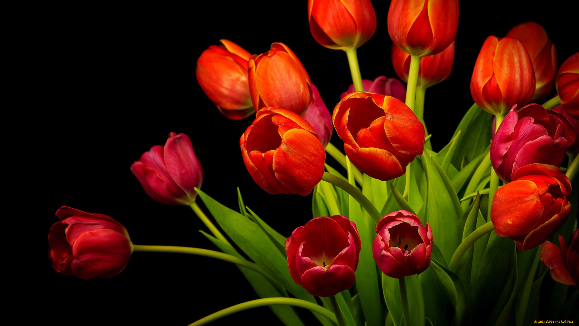 цветы, тюльпаны, фон