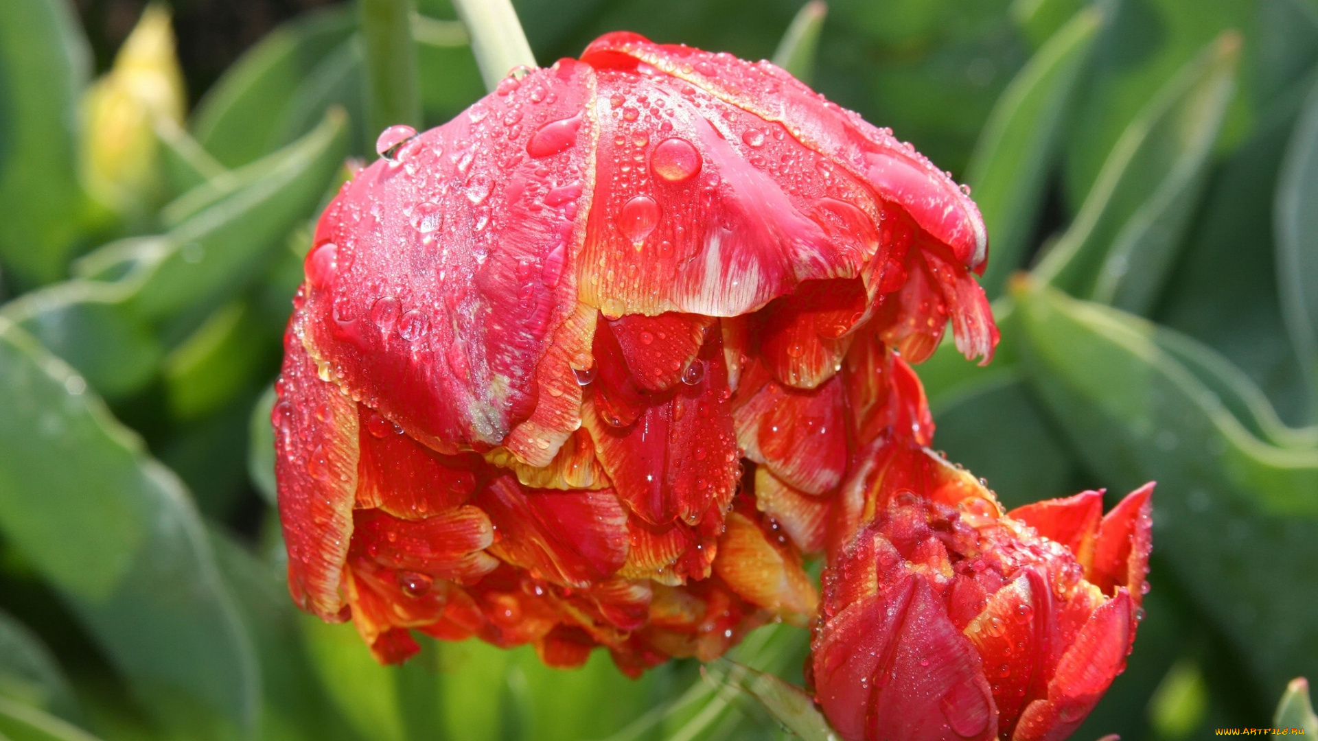 цветы, тюльпаны, макро, капли, бутоны