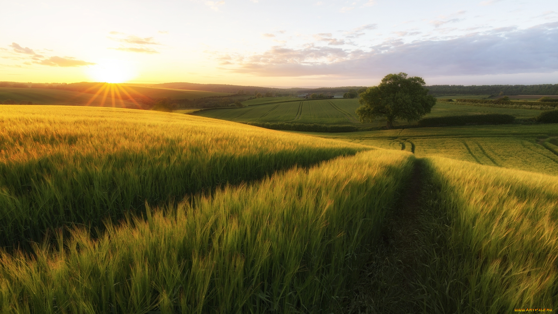природа, поля, поле, рожь, дорога, дерево, солнце