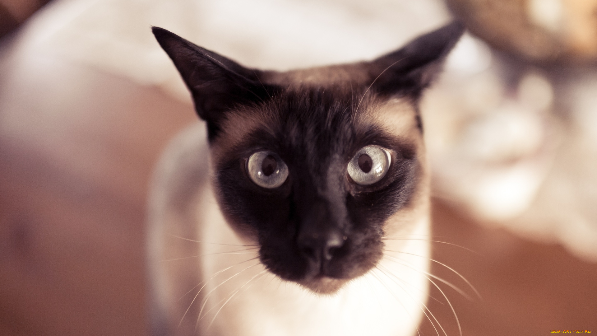 упоротый, кот, животные, коты, упоротый, кот