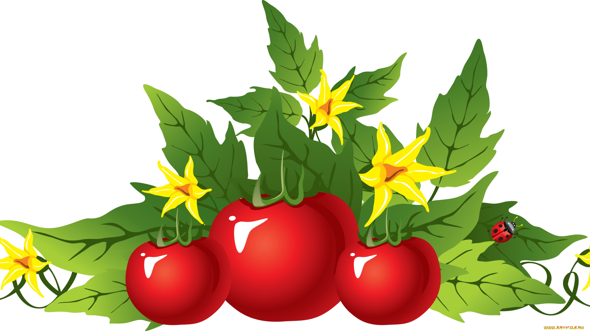 векторная, графика, еда, , food, листья, помидор, цветы, фон, божья, коровка