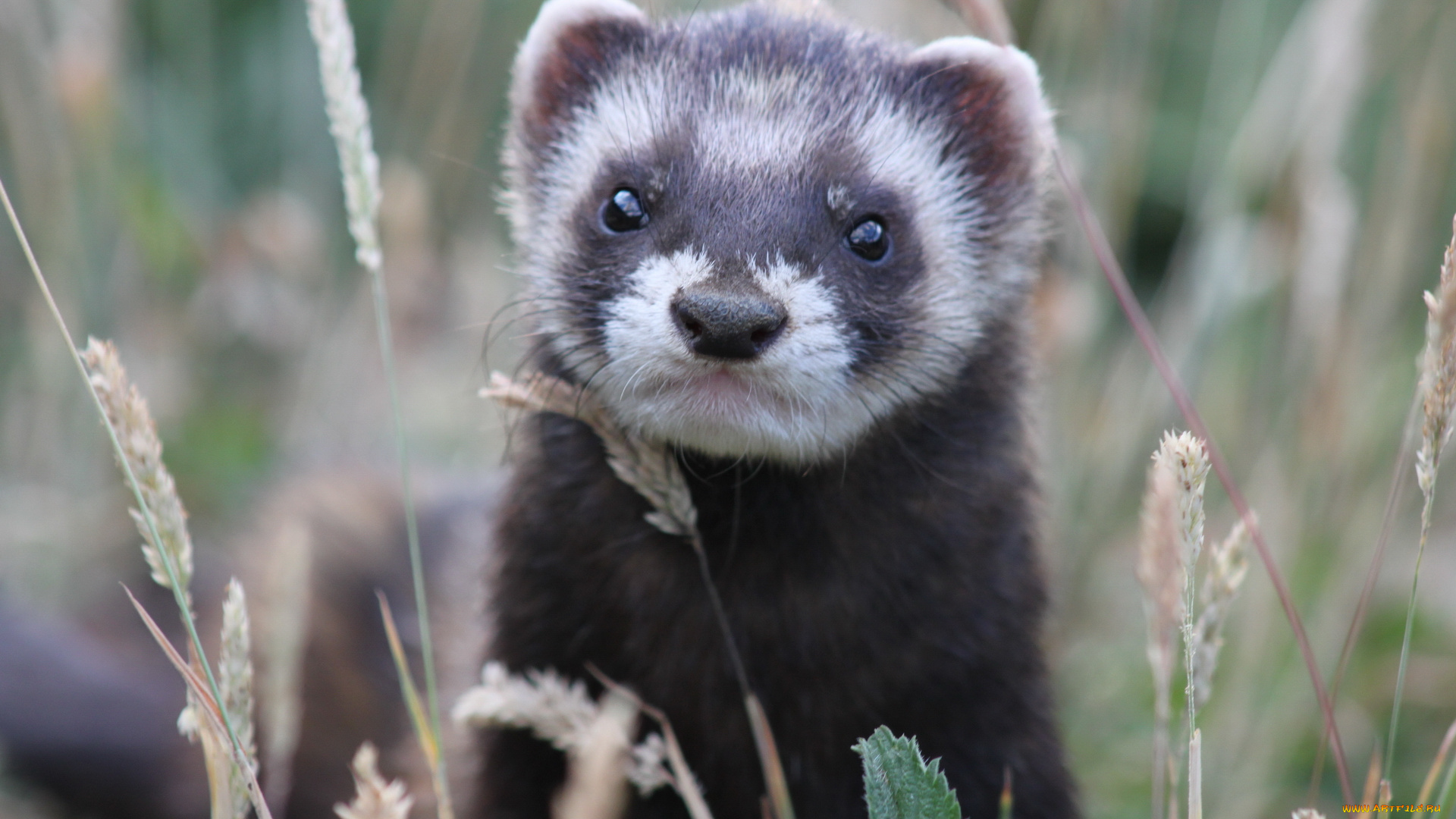 животные, хорьки, , куницы, , горностаи, , ласки, , соболи, взгляд, трава, хорек