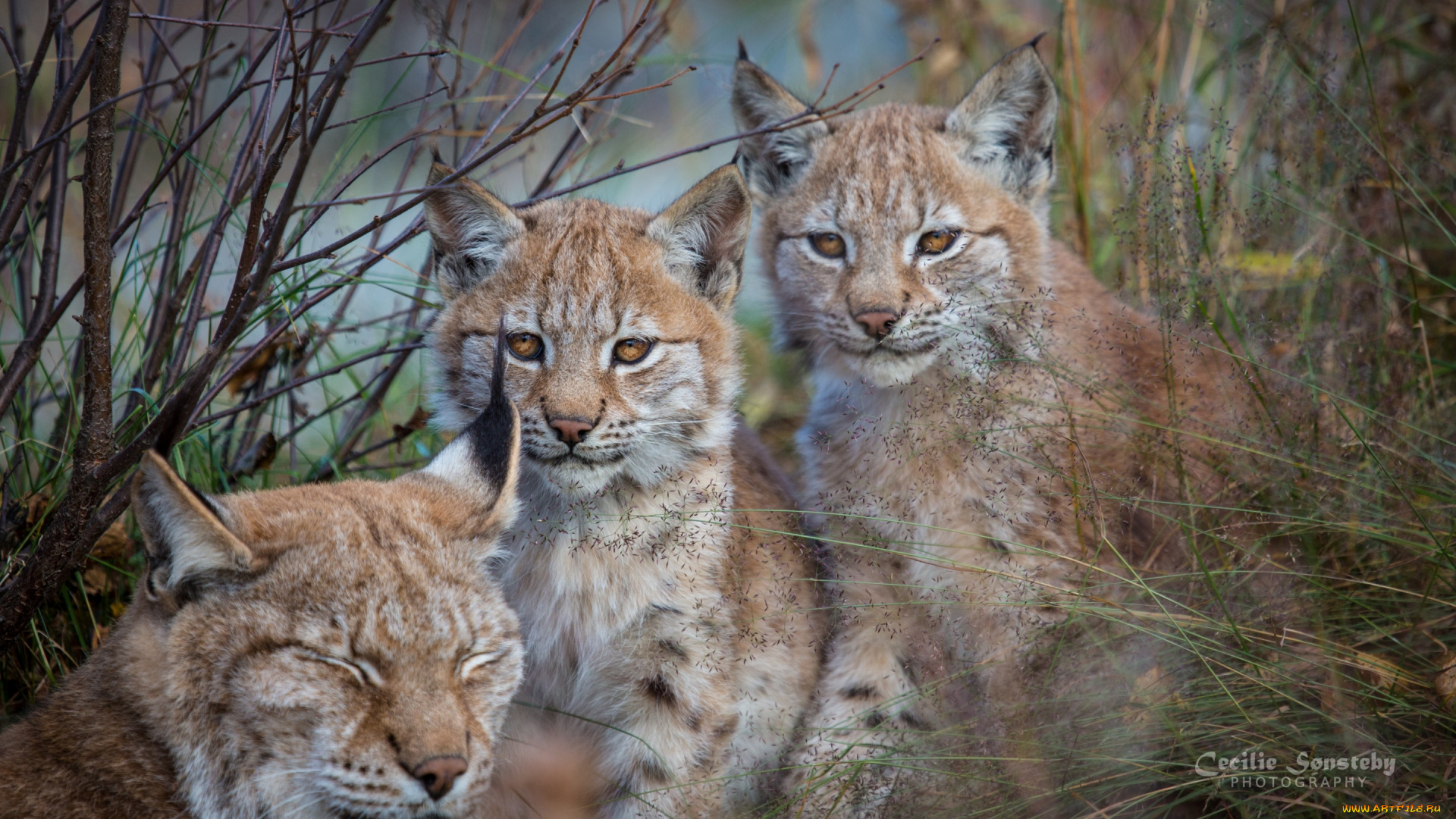 животные, рыси, рысь, рысята, рысенок, природа, троица, мама, дети