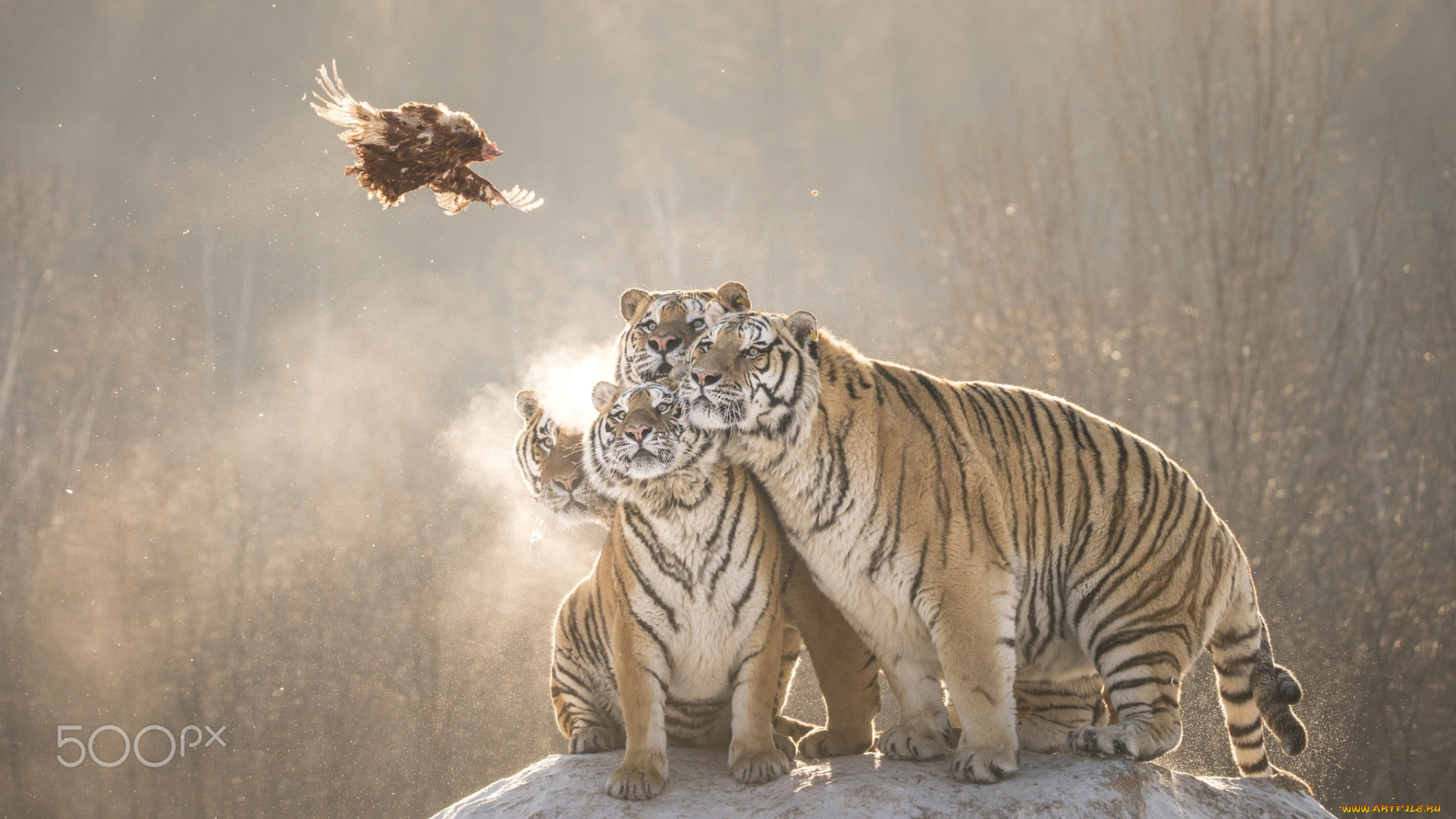 животные, тигры, полёт, добыча, молодые