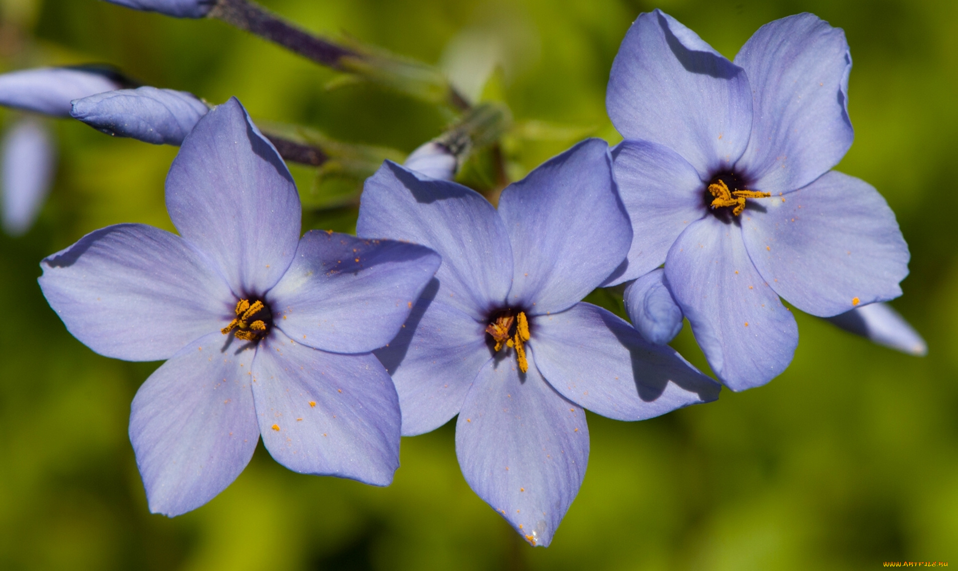 цветы, макро