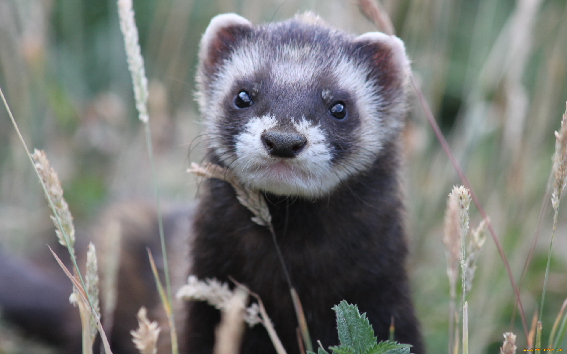 животные, хорьки, , куницы, , горностаи, , ласки, , соболи, взгляд, трава, хорек
