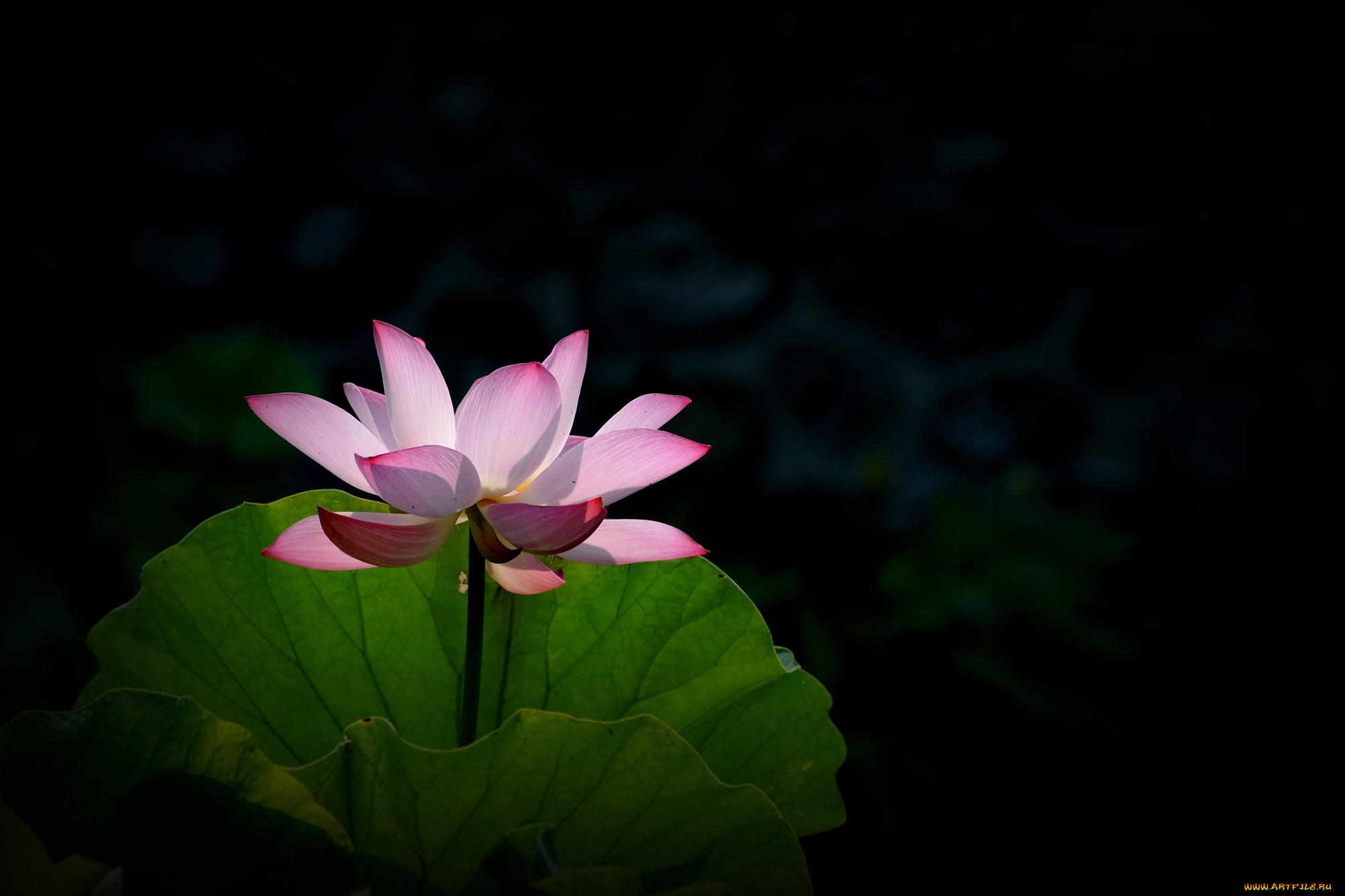 цветы, лотосы, цветок, лепестки, фон