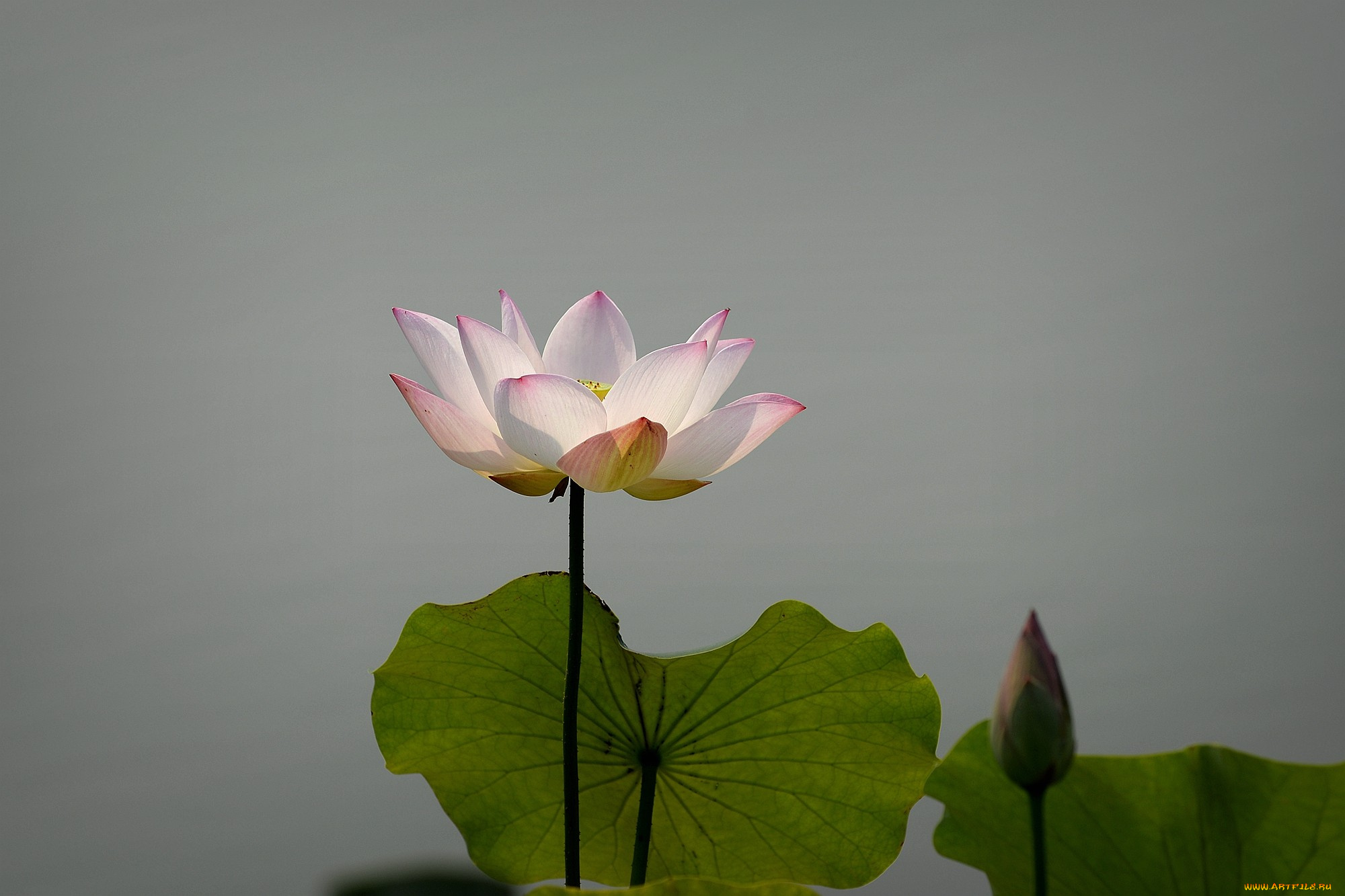 цветы, лотосы, цветок, лепестки, фон