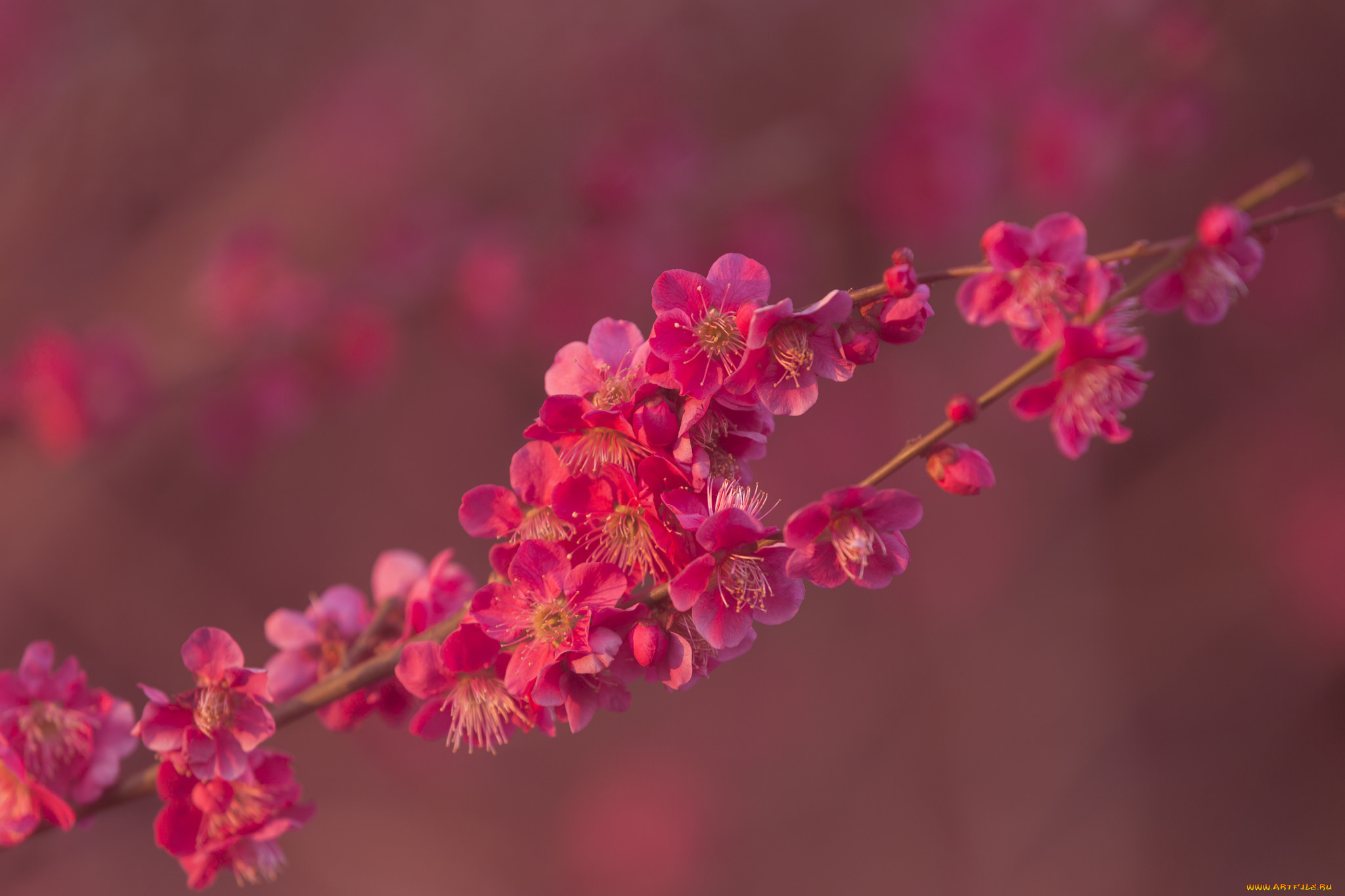 цветы, цветущие, деревья, , , кустарники, ветка, цветущая, веточка, цветки, листья