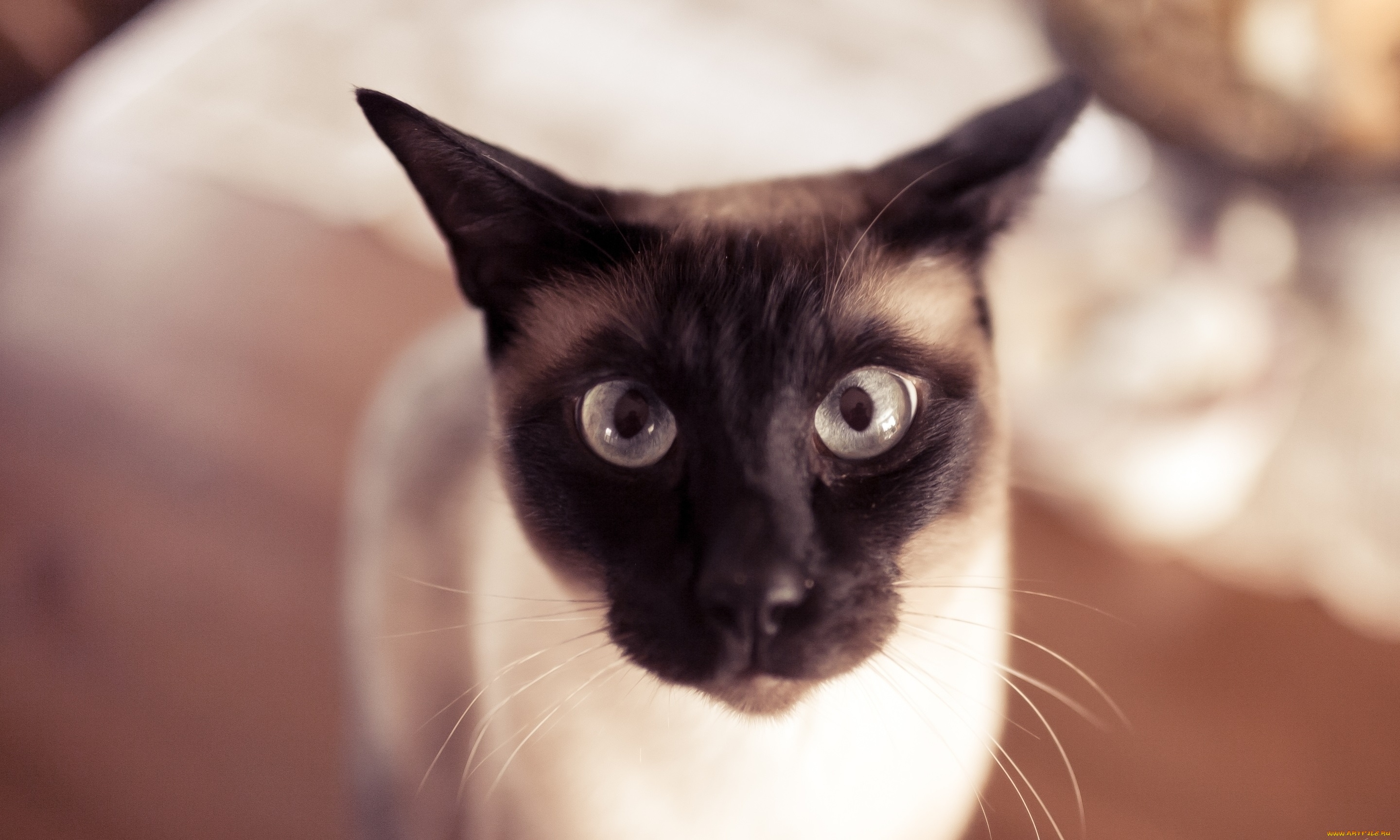 упоротый, кот, животные, коты, упоротый, кот