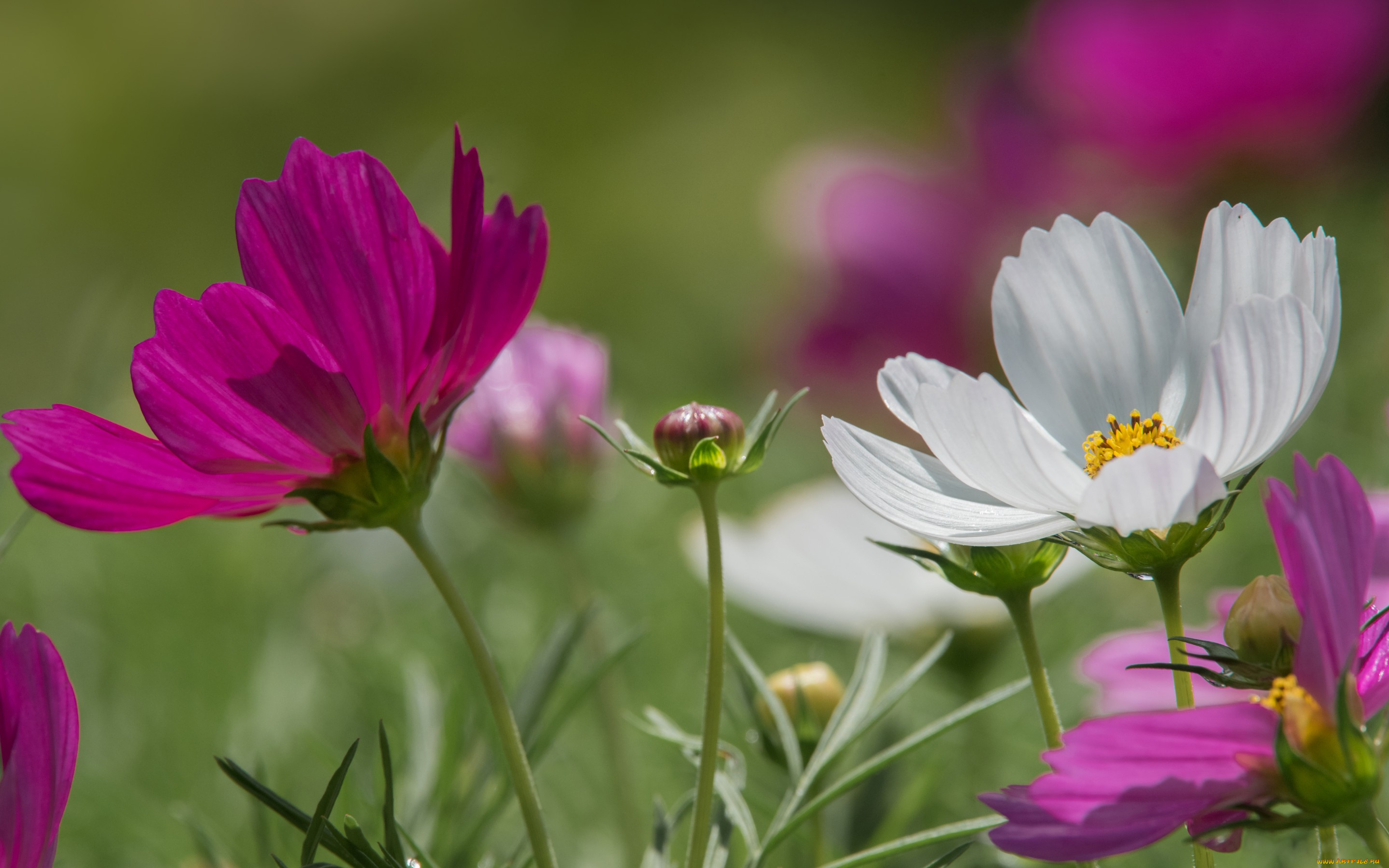 цветы, космея, боке, космос