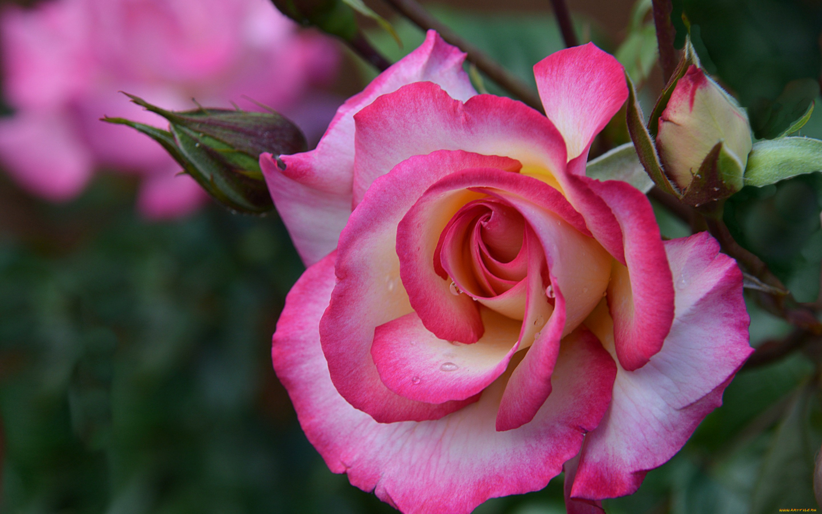 цветы, розы, роза