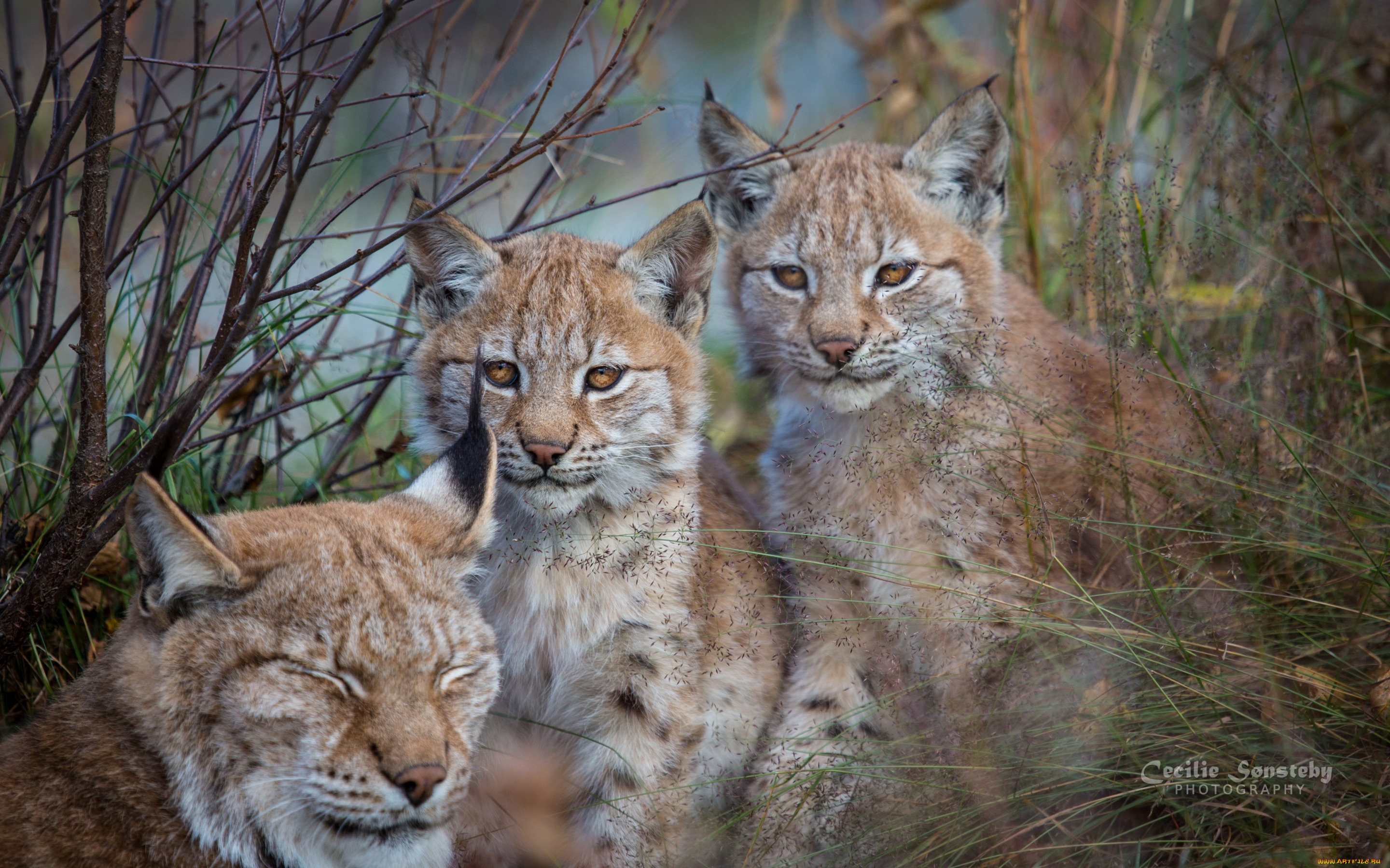 животные, рыси, рысь, рысята, рысенок, природа, троица, мама, дети