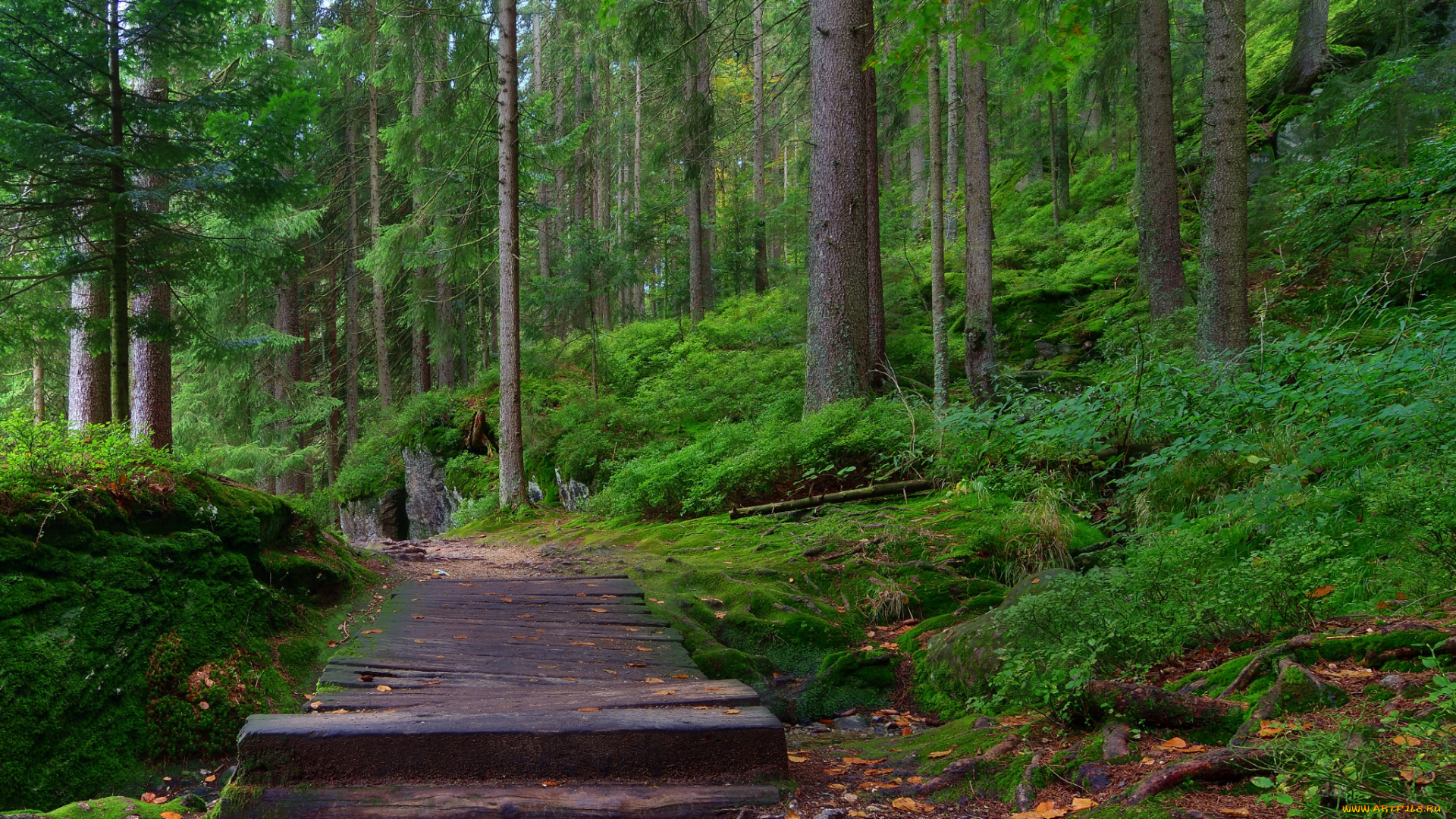 природа, дороги, тракт