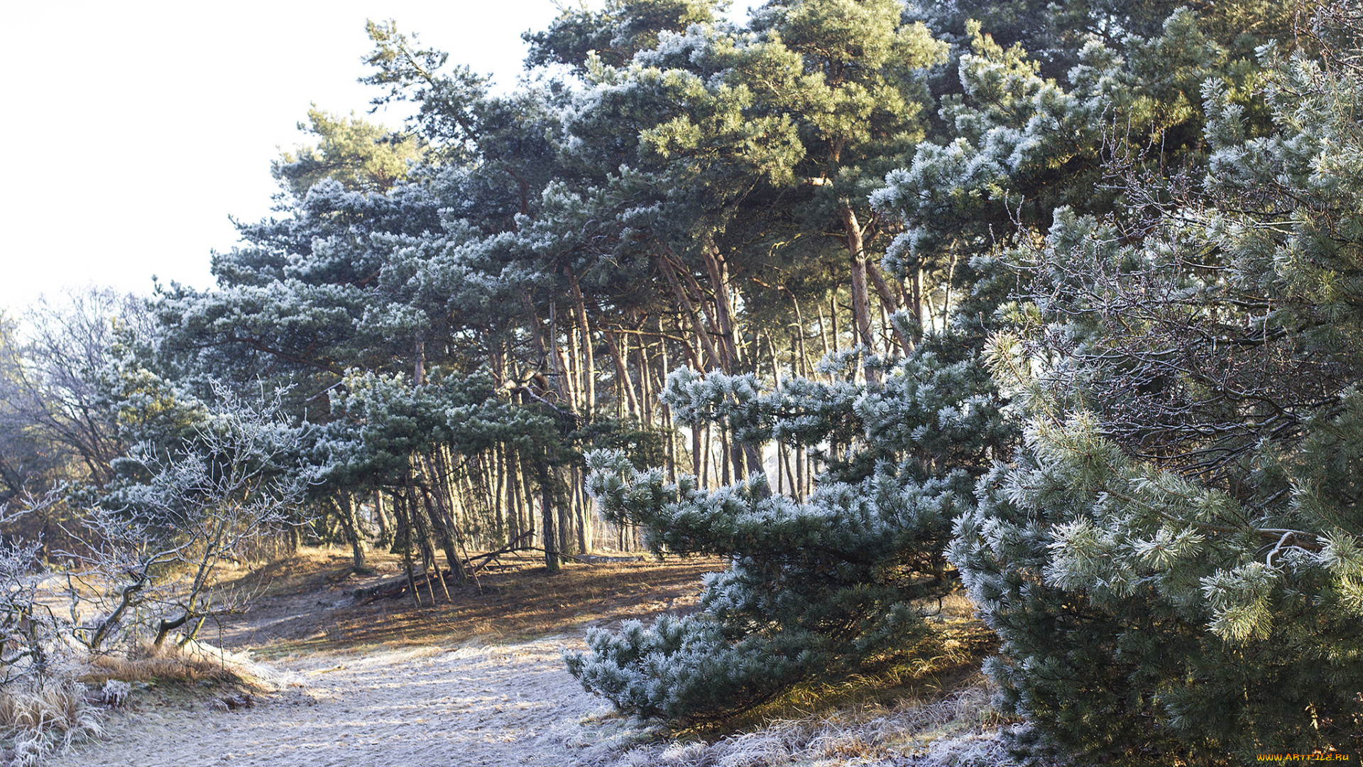 природа, лес, деревья