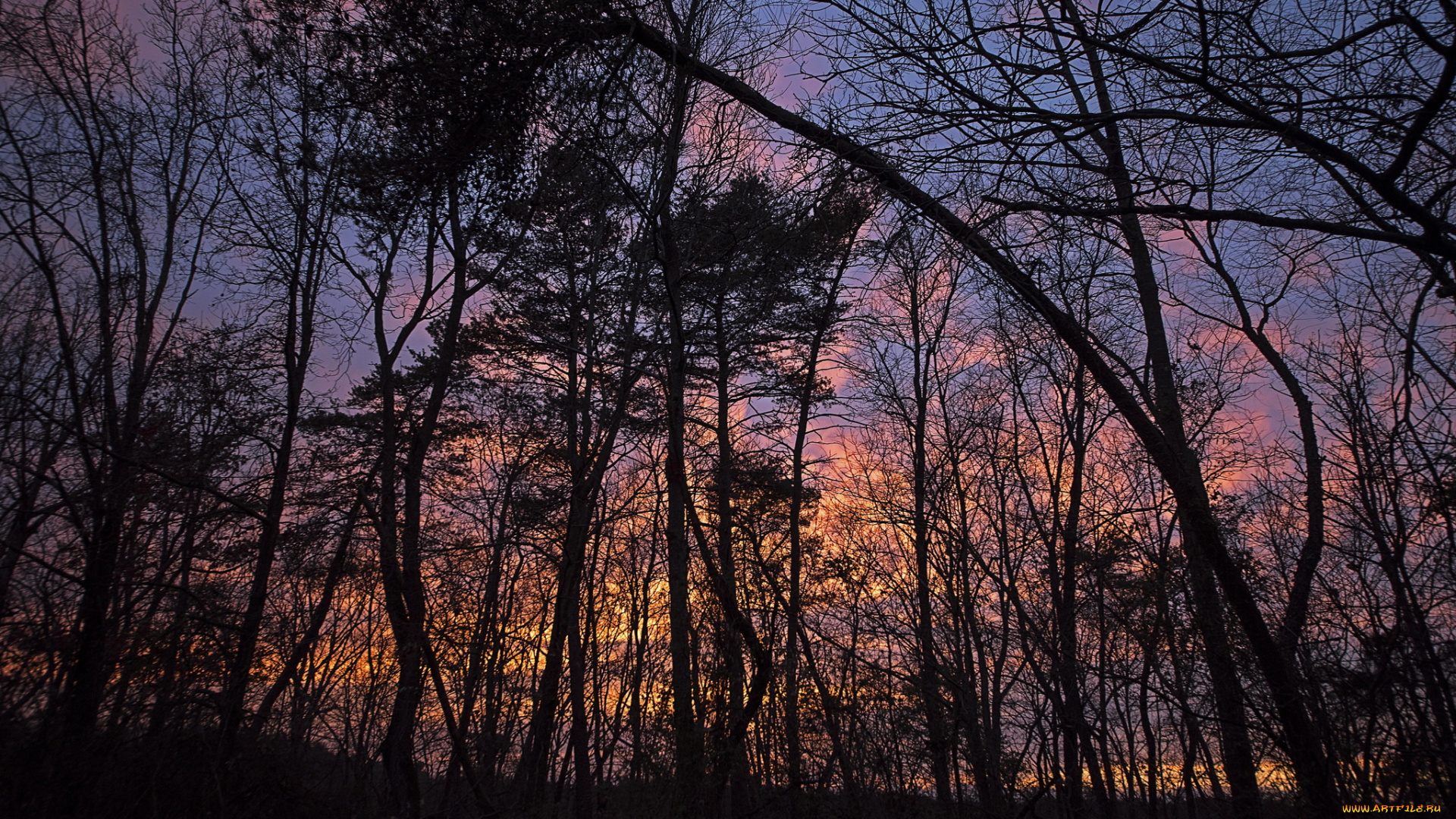 природа, лес, деревья