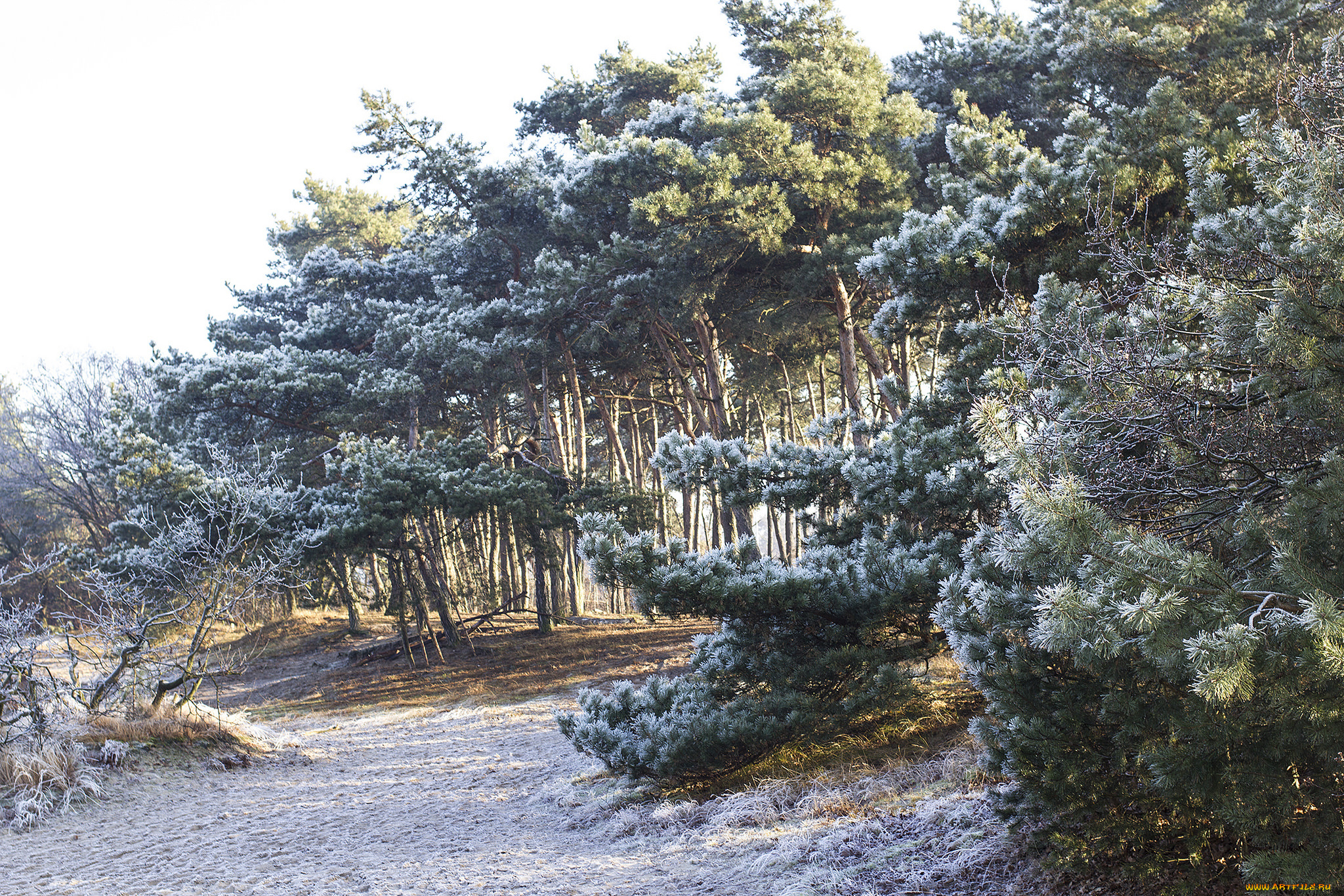 природа, лес, деревья