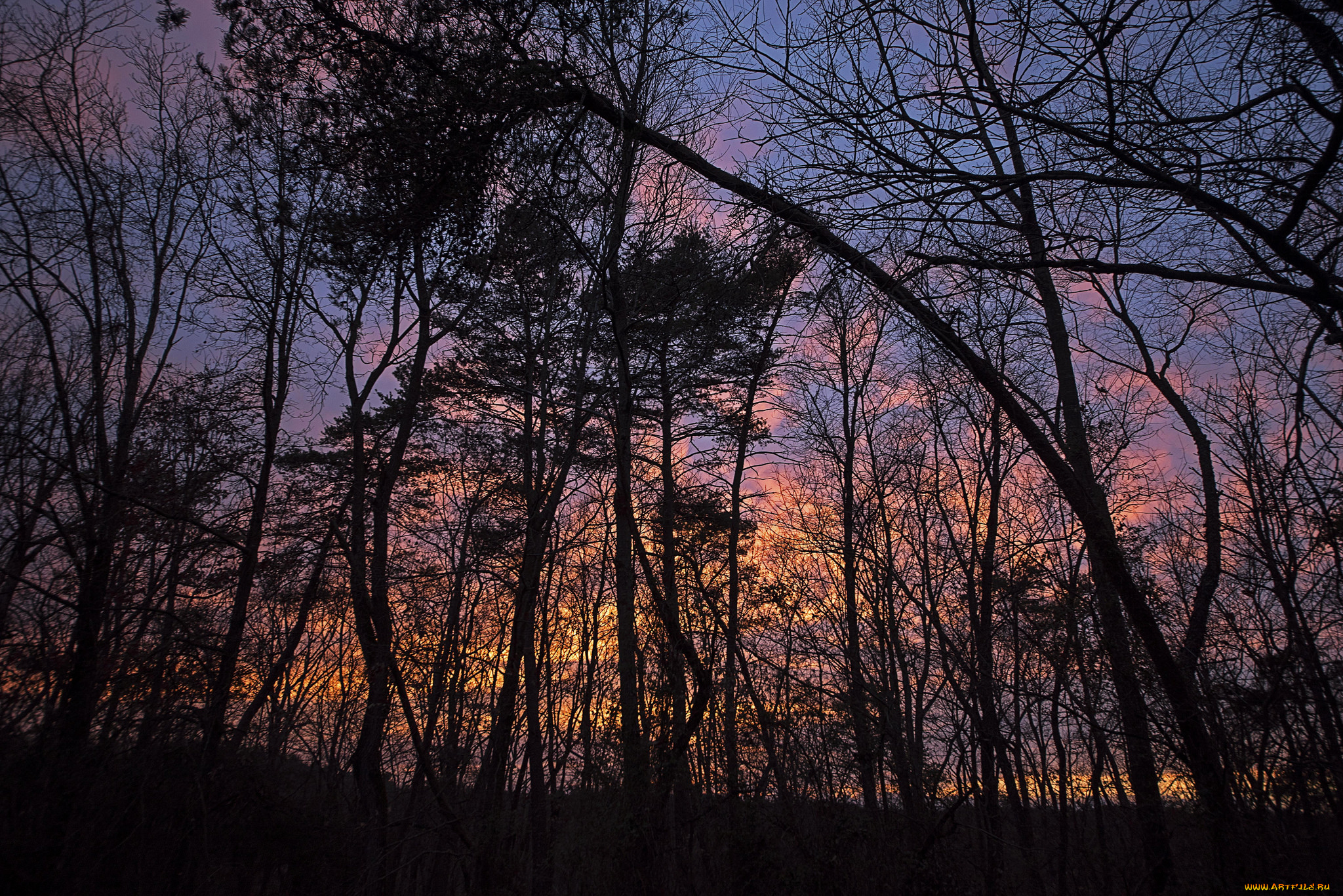 природа, лес, деревья