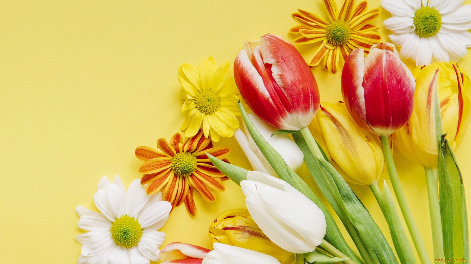 цветы, разные, вместе, тюльпаны