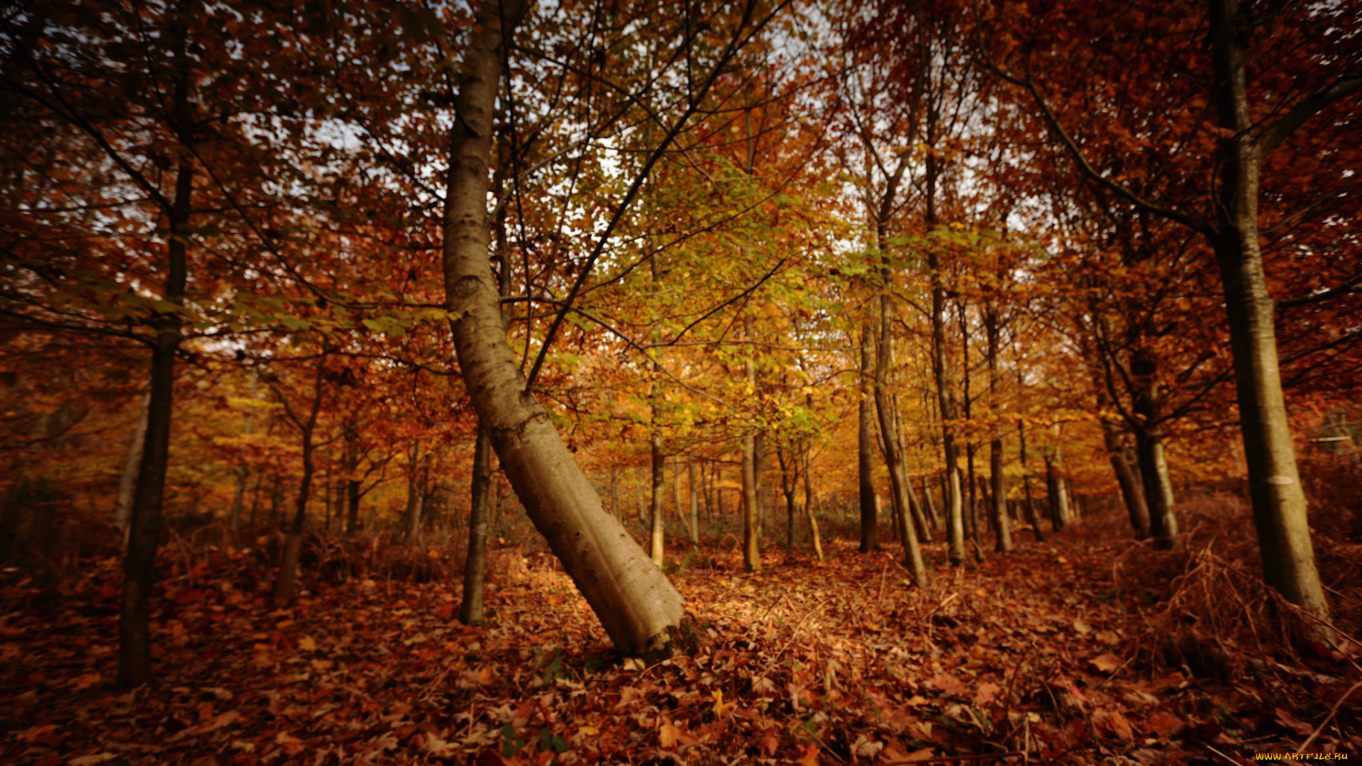 природа, лес, простор