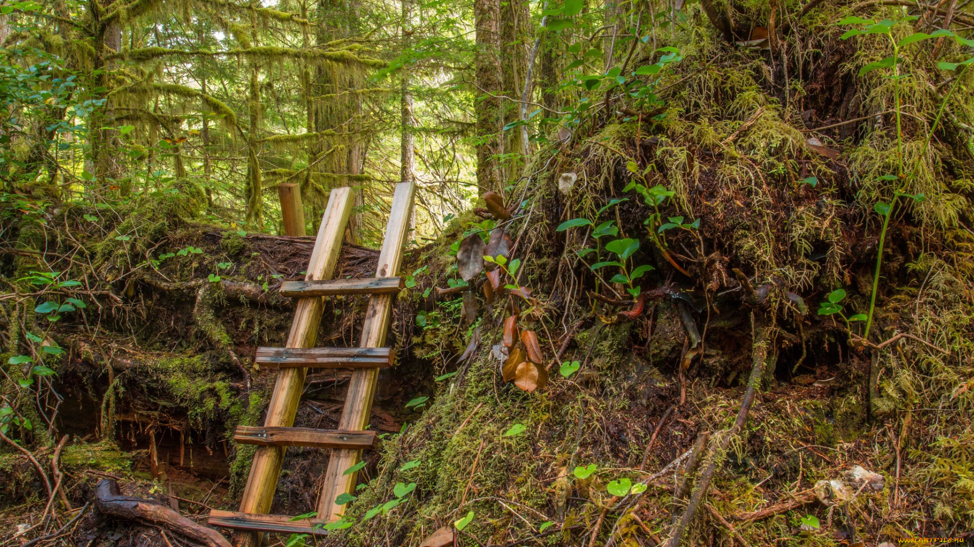 природа, лес, простор