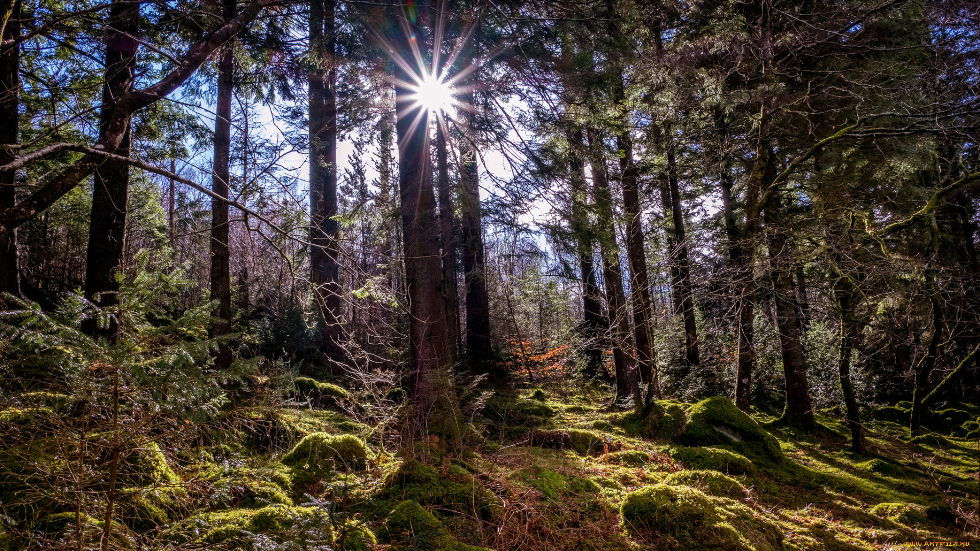 природа, лес, простор