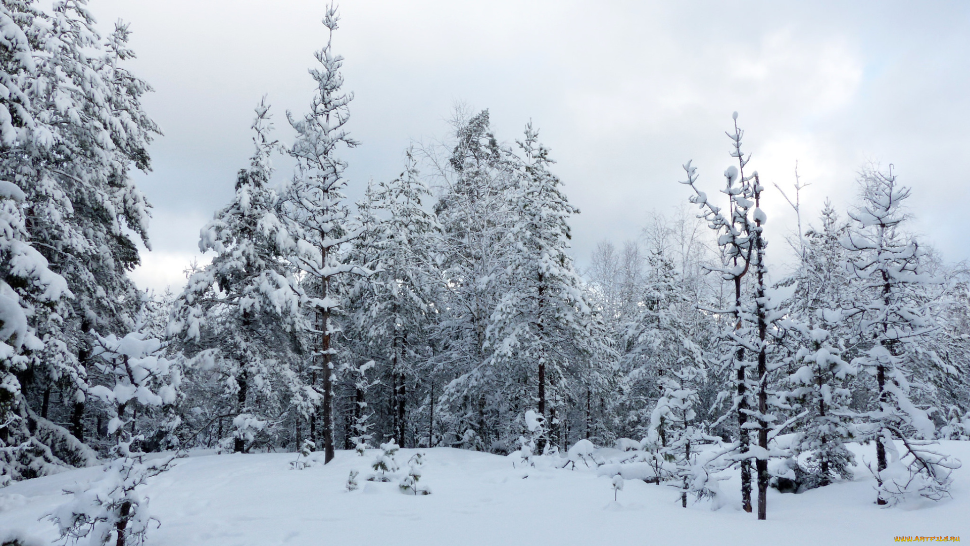 природа, зима, простор